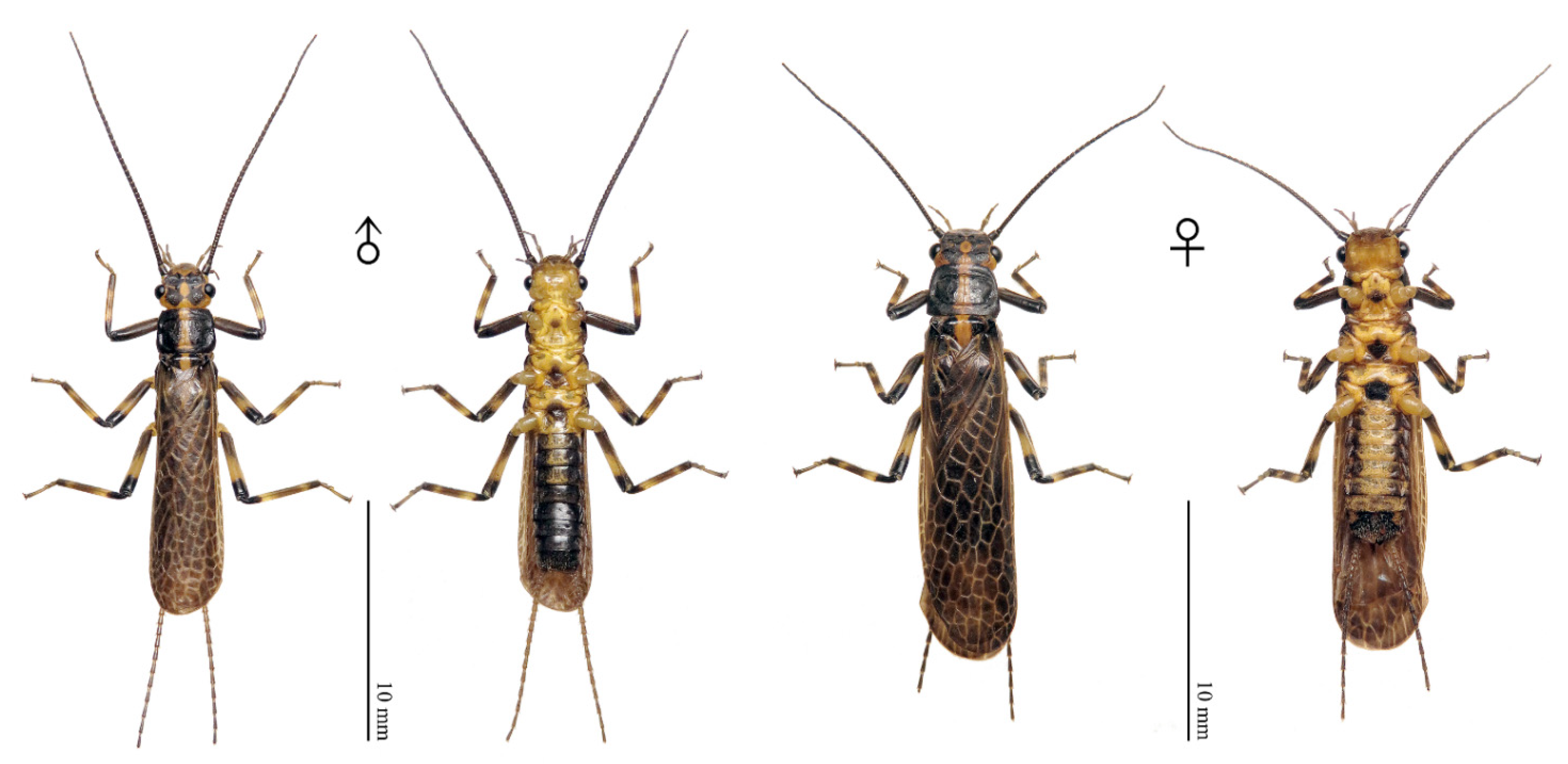 Insects 13 01044 g008 Insects 13 01044 g008