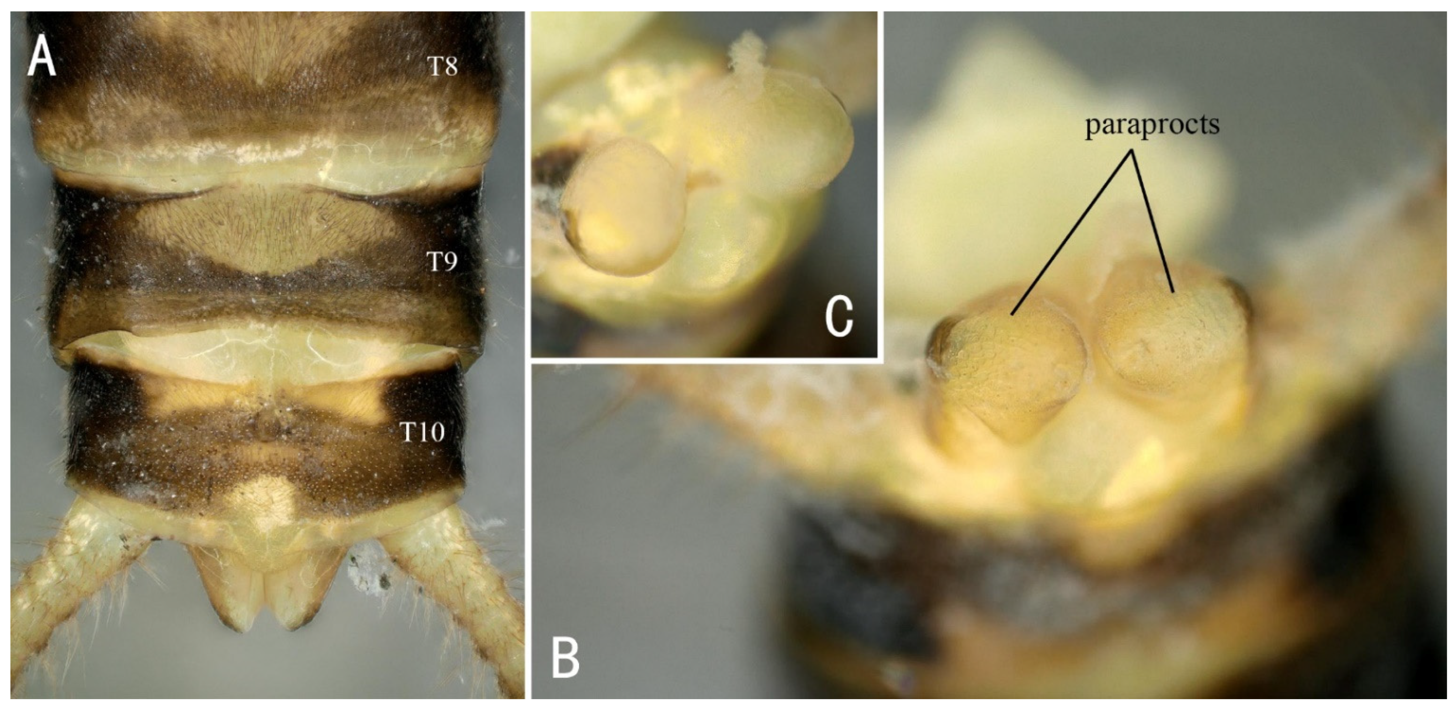 Insects 13 01044 g009 Insects 13 01044 g009