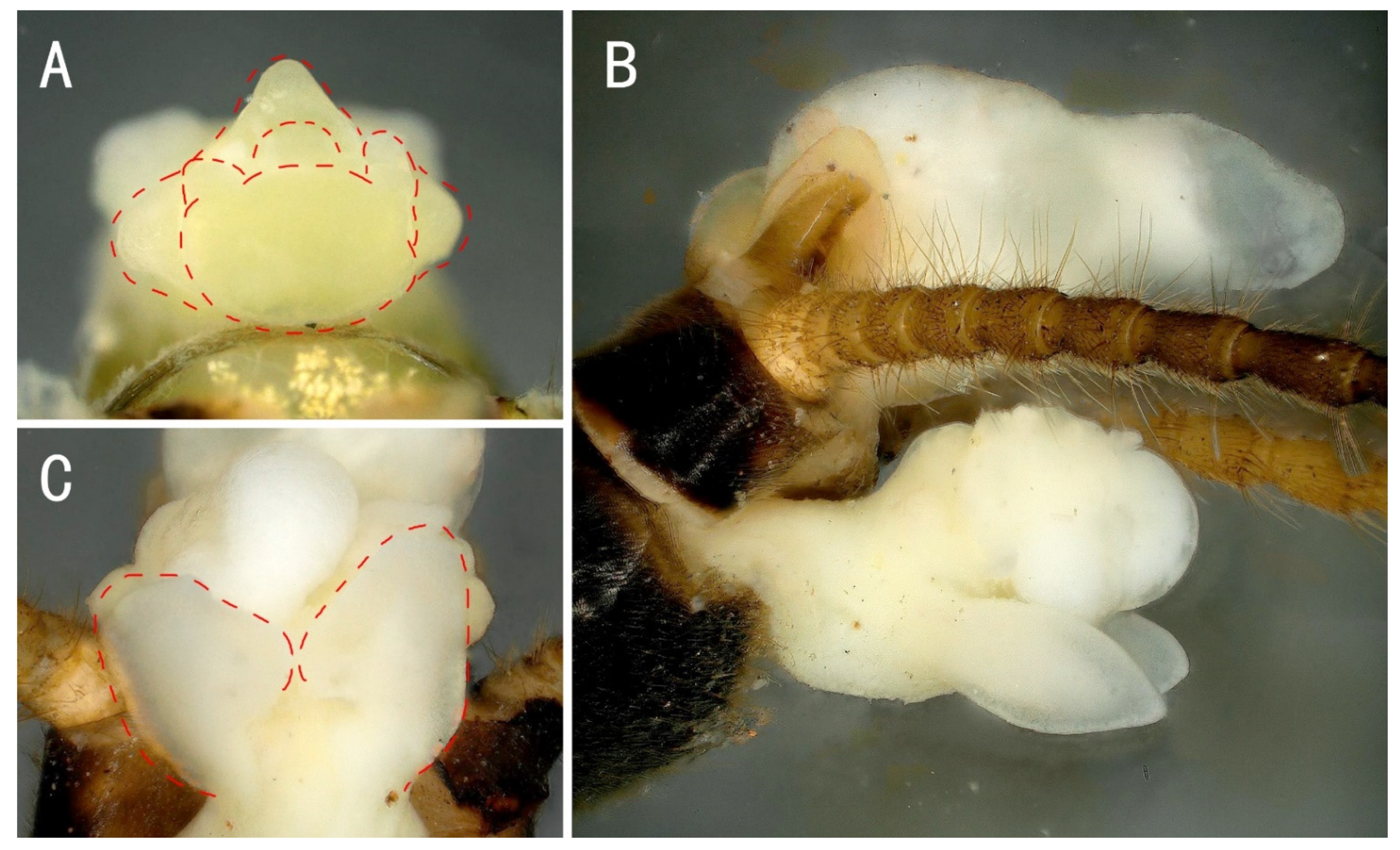 Insects 13 01044 g010 Insects 13 01044 g010