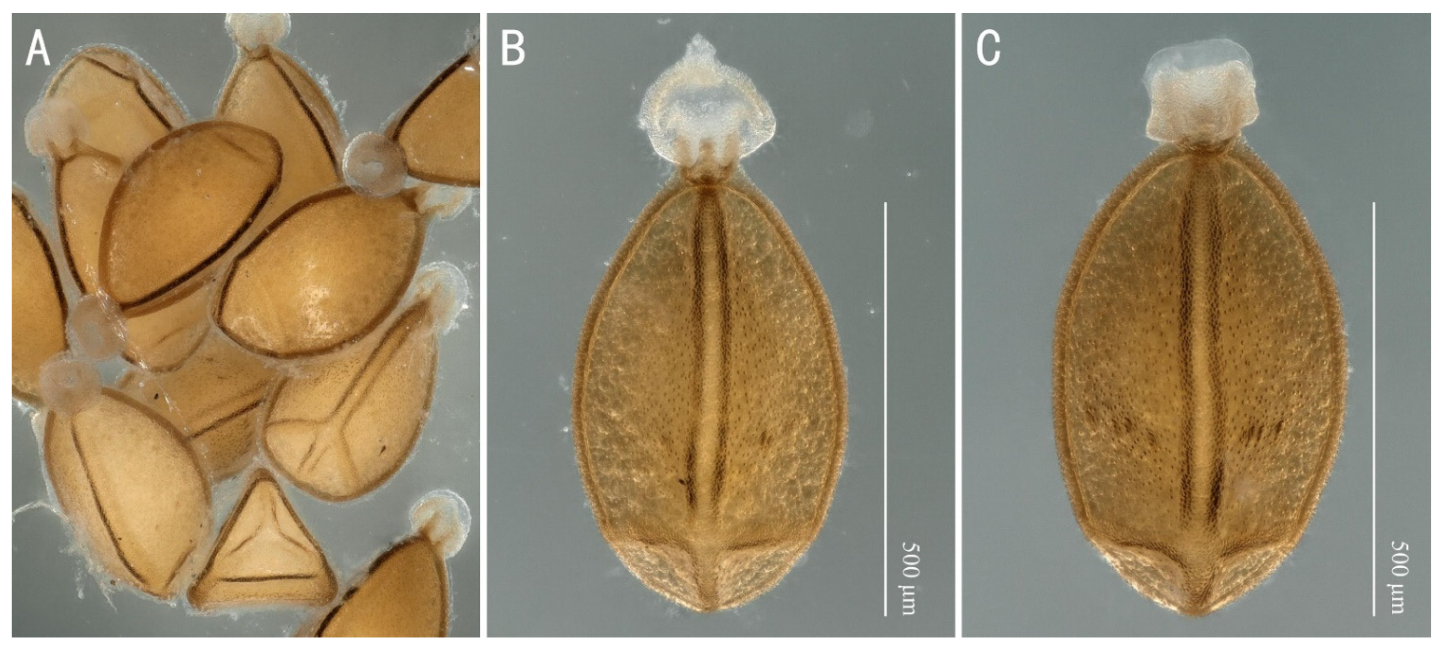 Insects 13 01044 g012 Insects 13 01044 g012