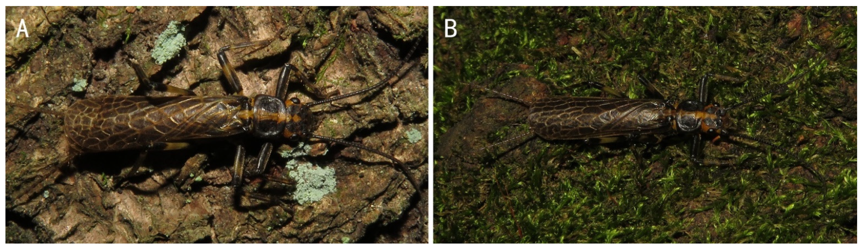 Insects 13 01044 g013 Insects 13 01044 g013