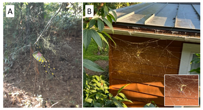 Insects 13 01049 g001 Insects 13 01049 g001