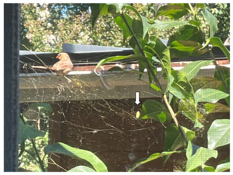 Insects 13 01049 g002 Insects 13 01049 g002