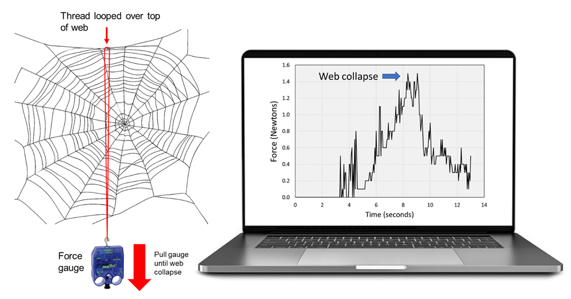 Insects 13 01049 g003 Insects 13 01049 g003