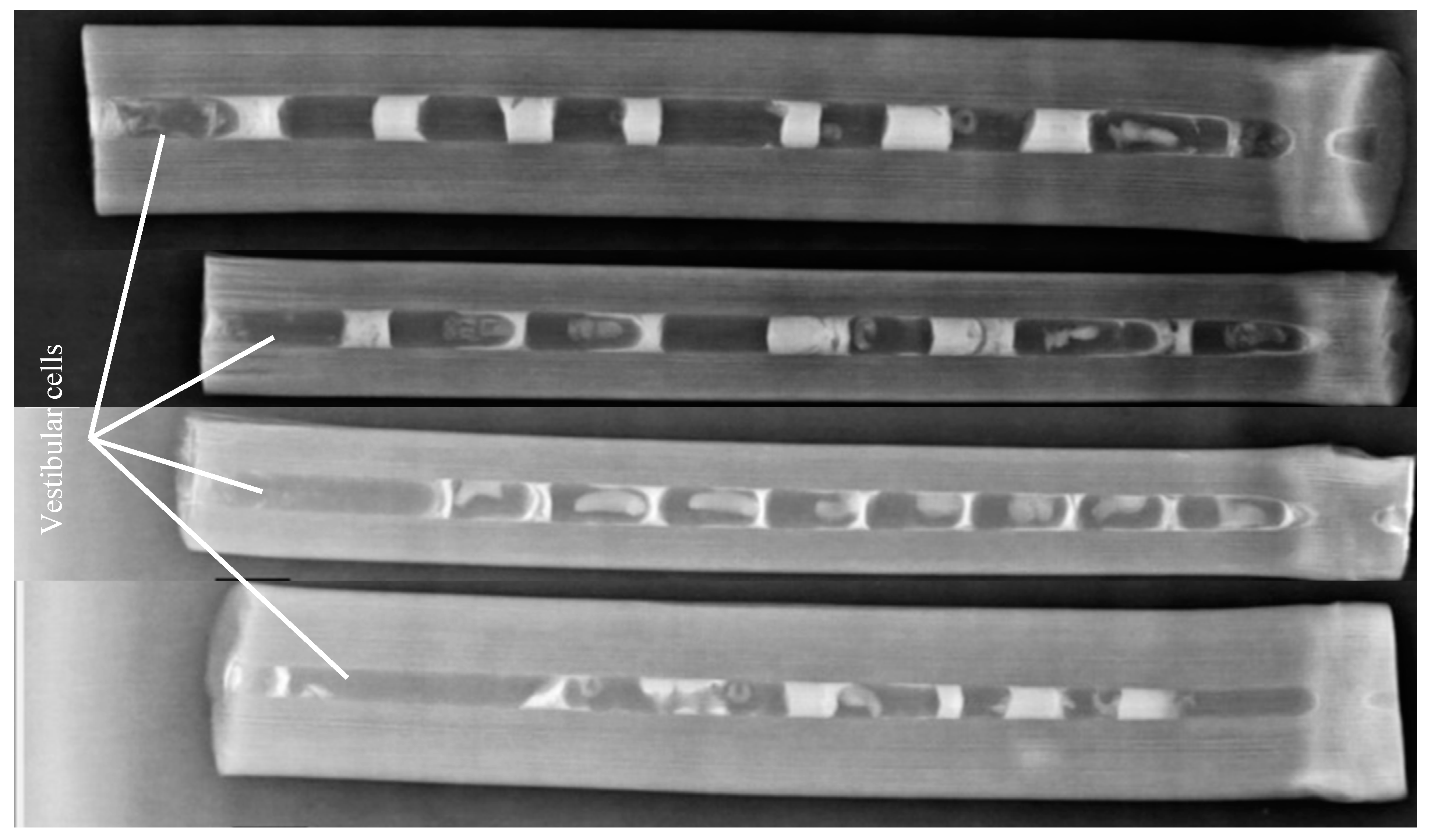 Insects 13 01058 g001 Insects 13 01058 g001