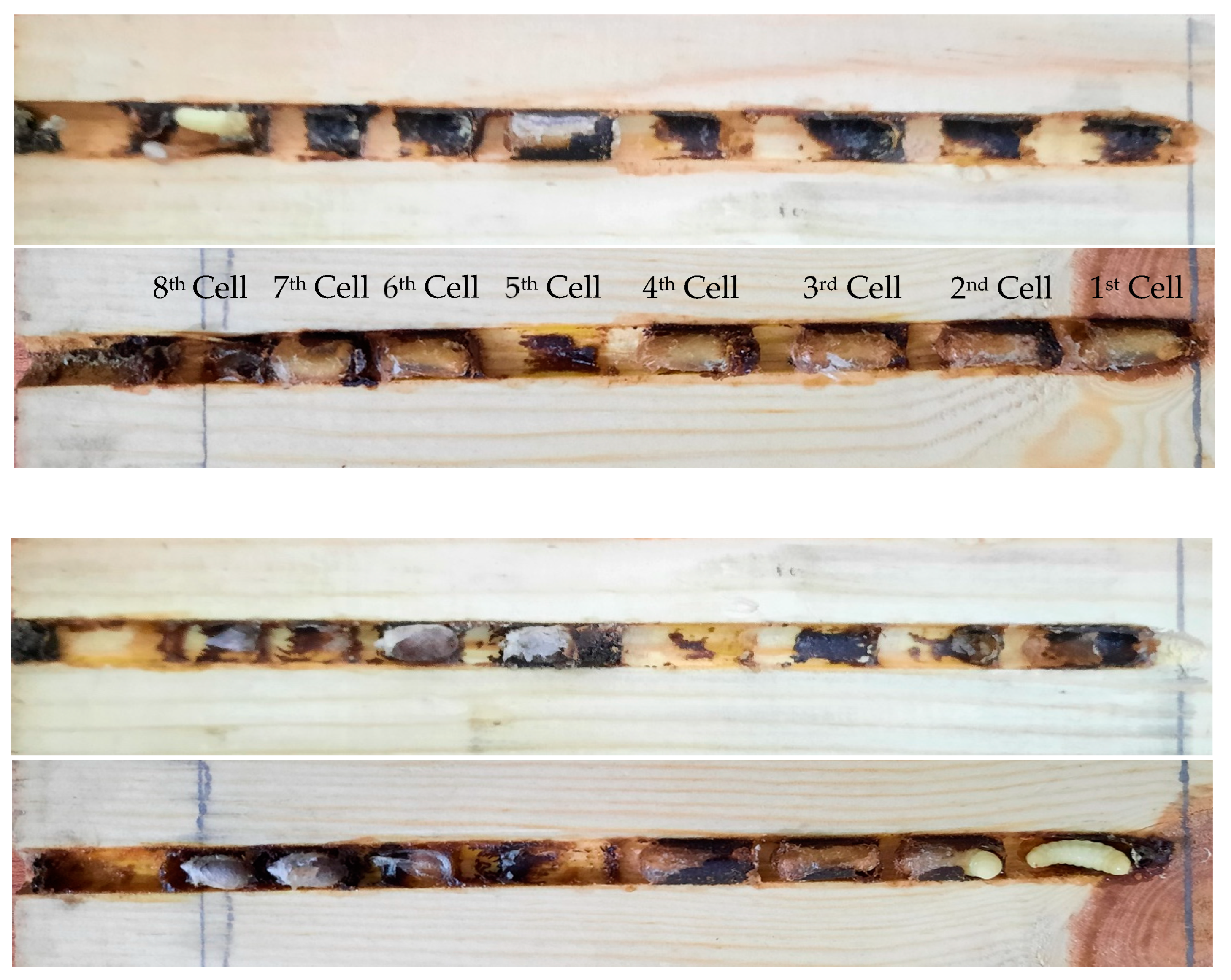 Insects 13 01058 g005 Insects 13 01058 g005