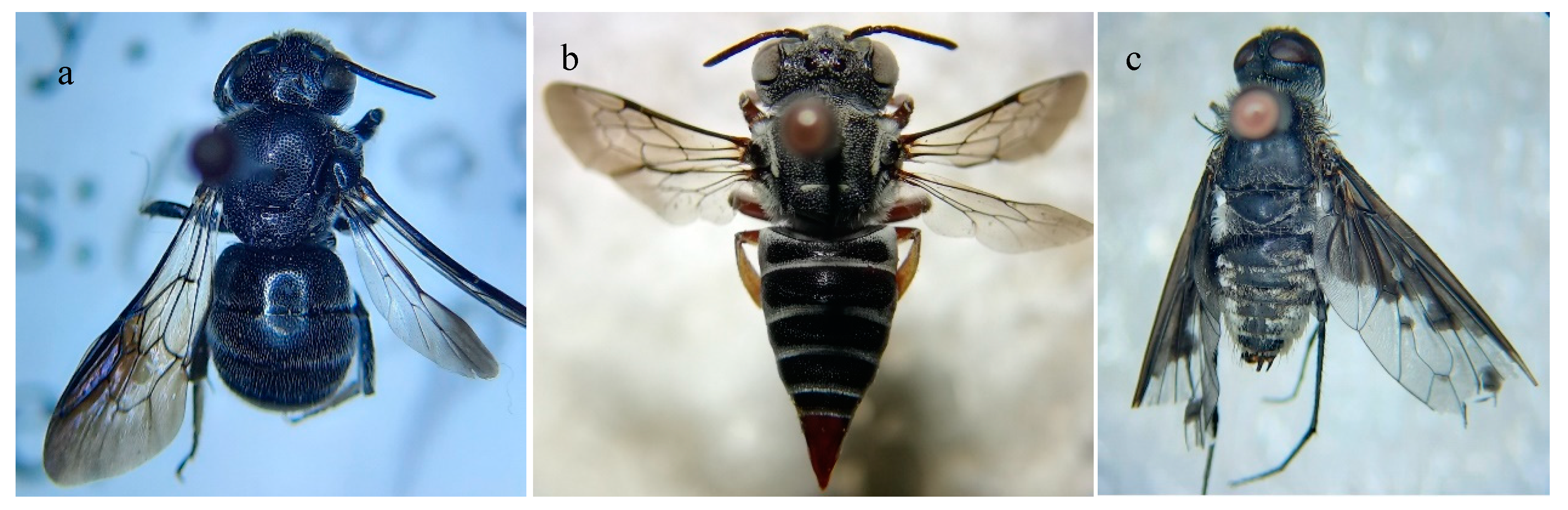 Insects 13 01058 g006 Insects 13 01058 g006