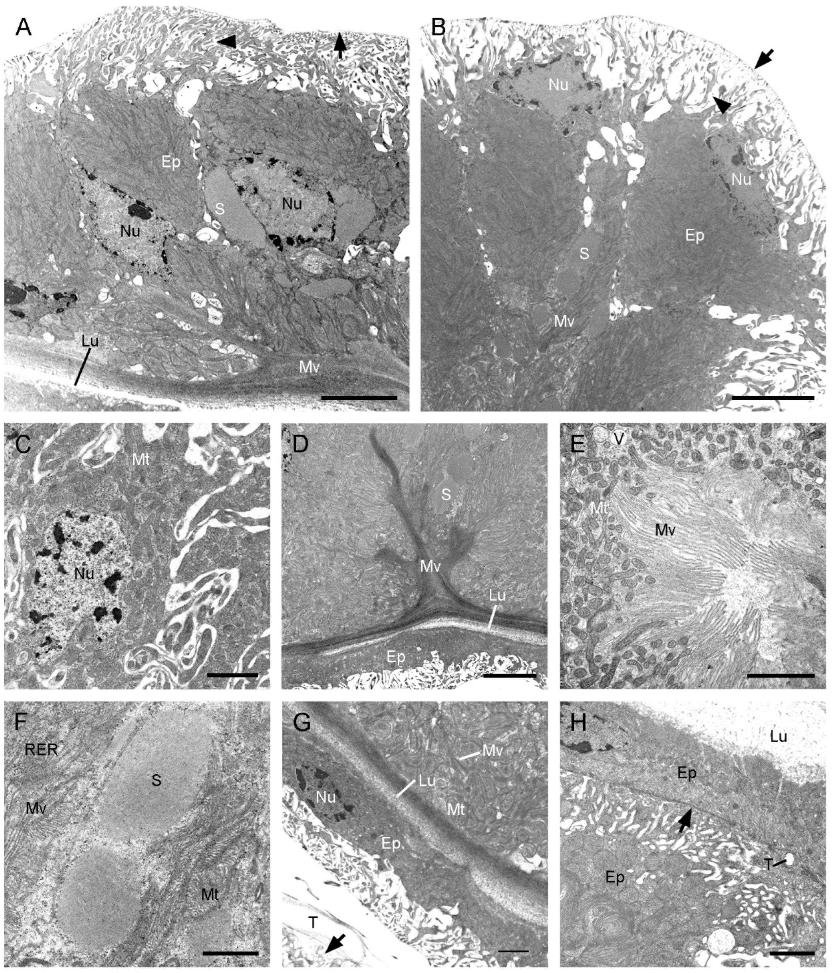 Insects 13 01074 g006 Insects 13 01074 g006