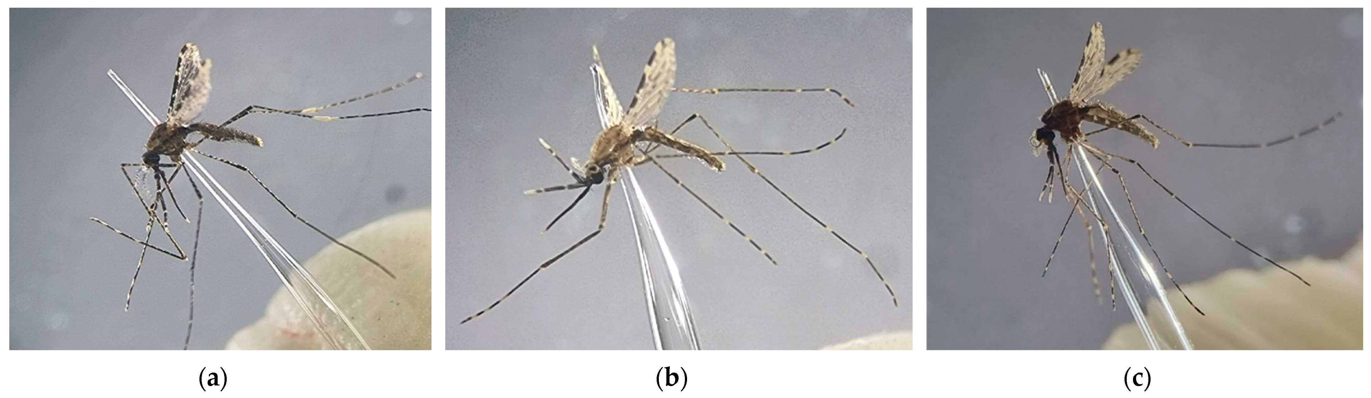 Insects 13 01076 g003 Insects 13 01076 g003