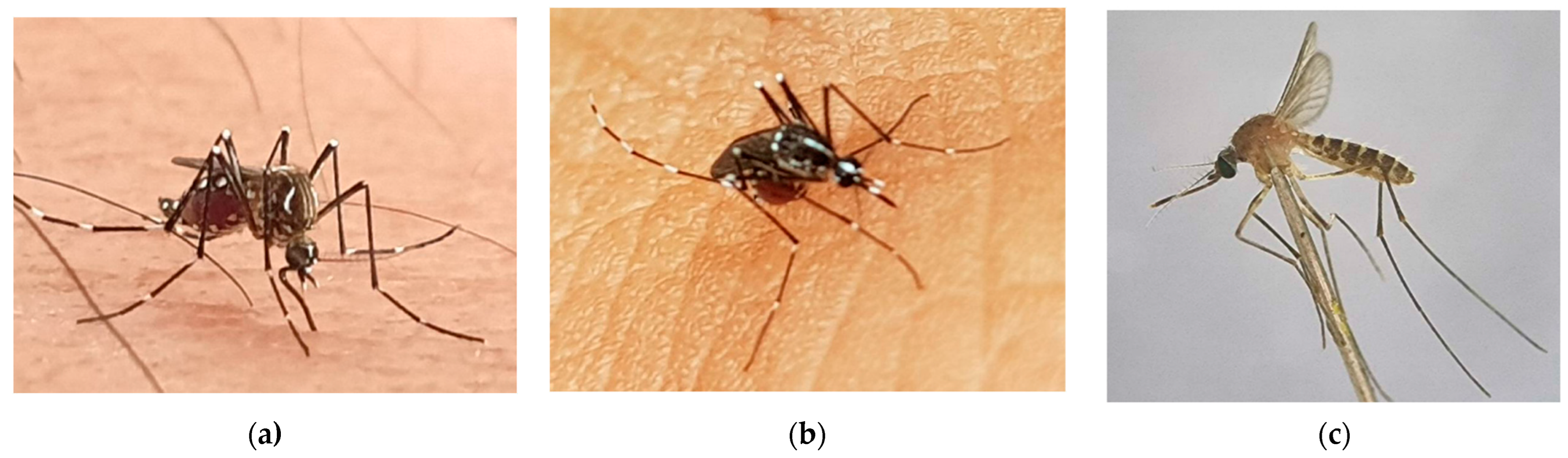 Insects 13 01076 g004 Insects 13 01076 g004