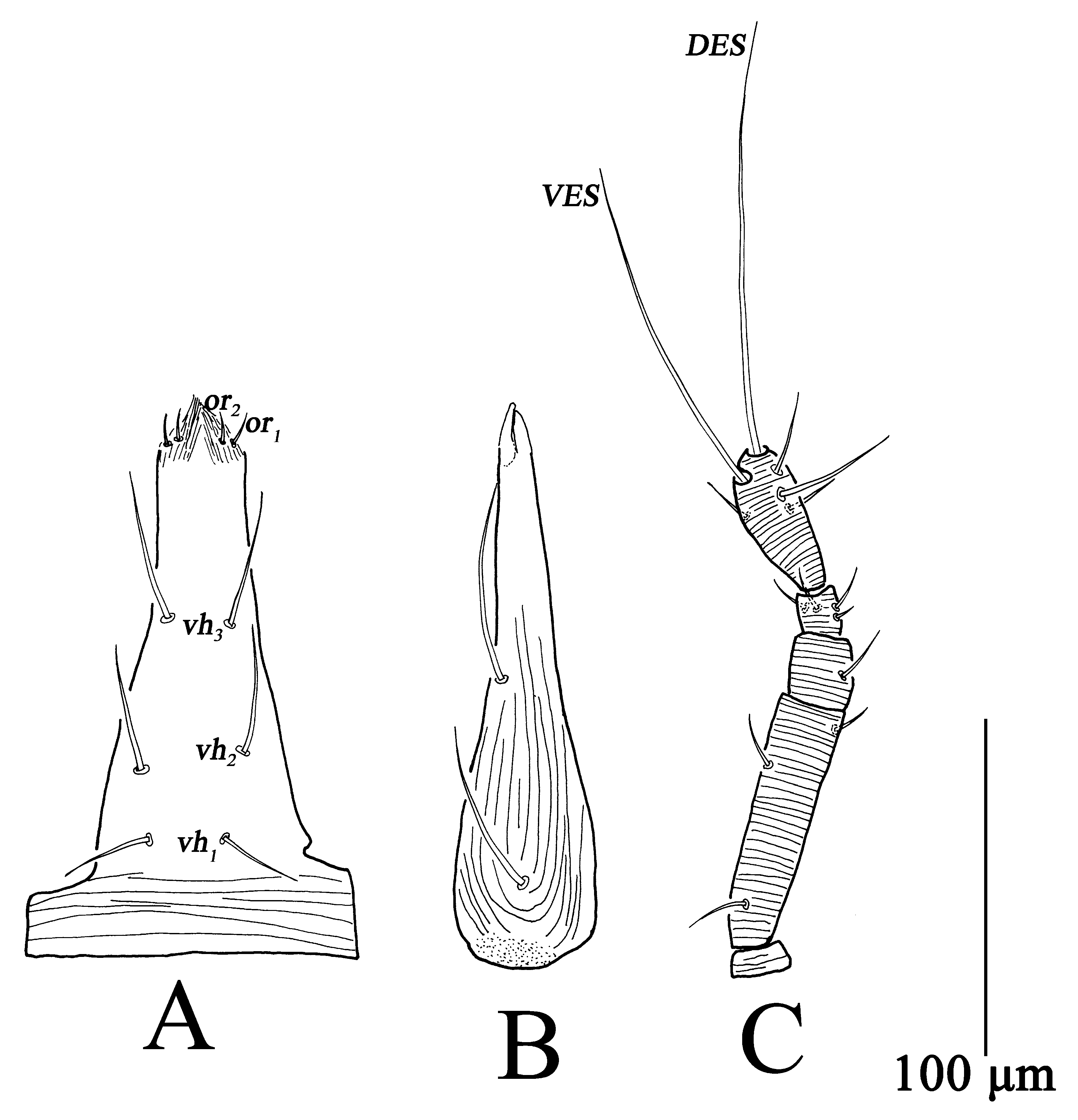 Insects 13 01080 g010