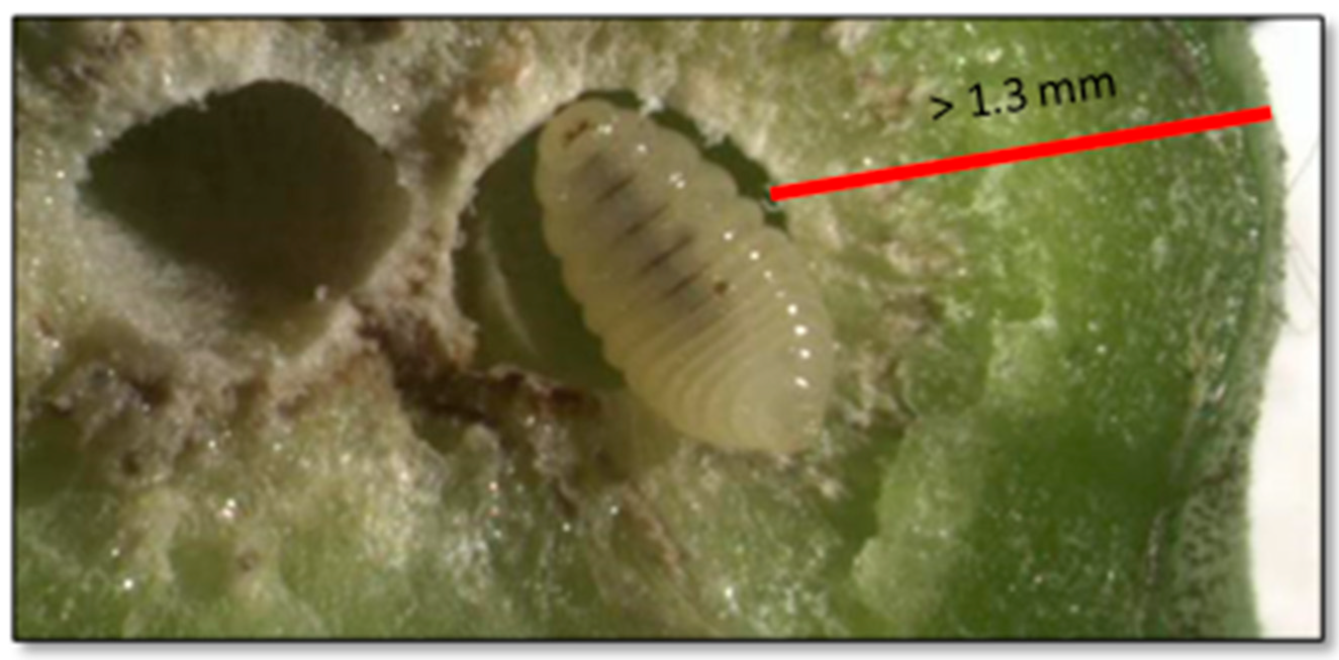 Insects 13 01095 g001 Insects 13 01095 g001