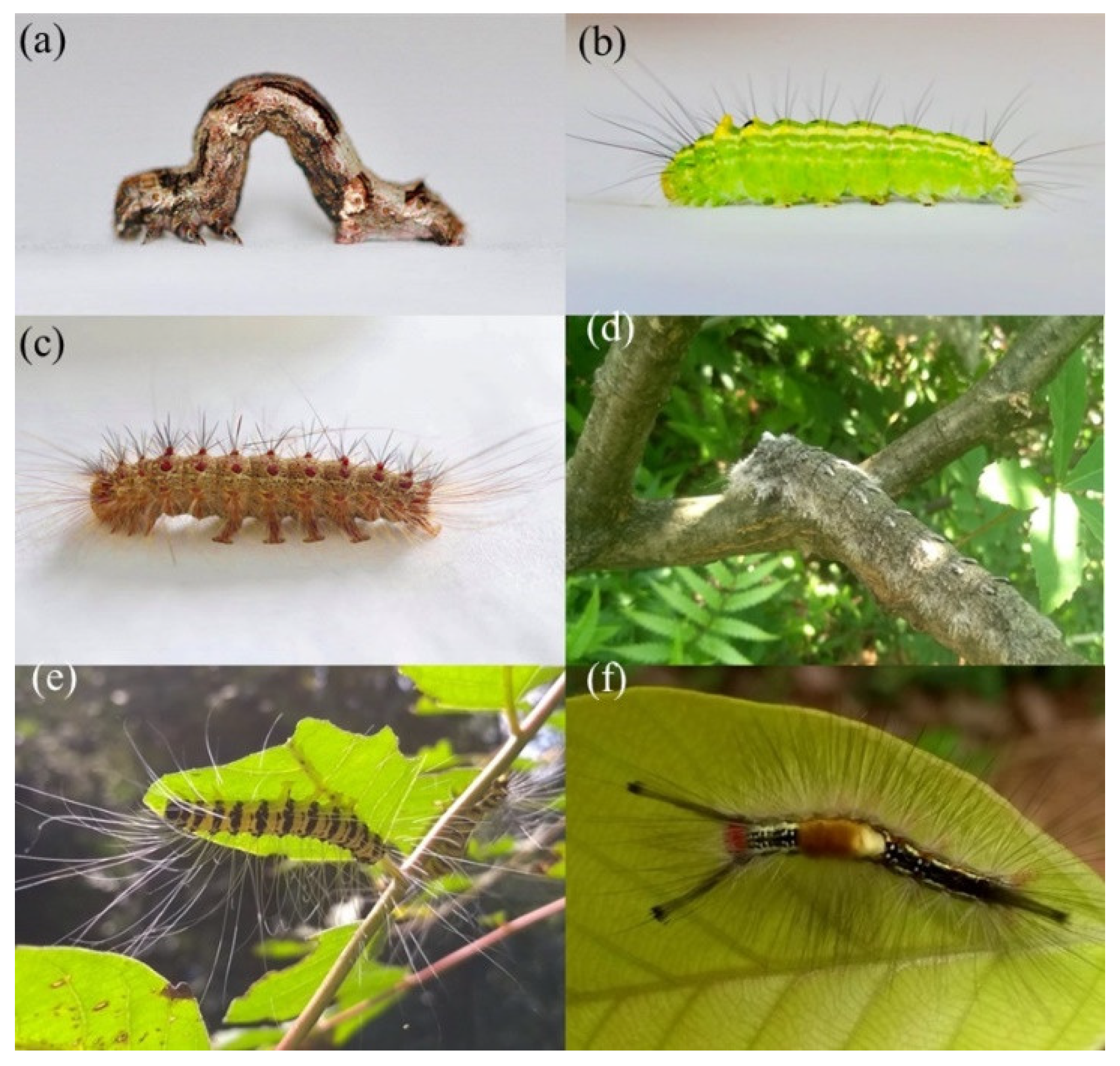 Sons Of The Forest: Easy Guide To Defeat Caterpillars