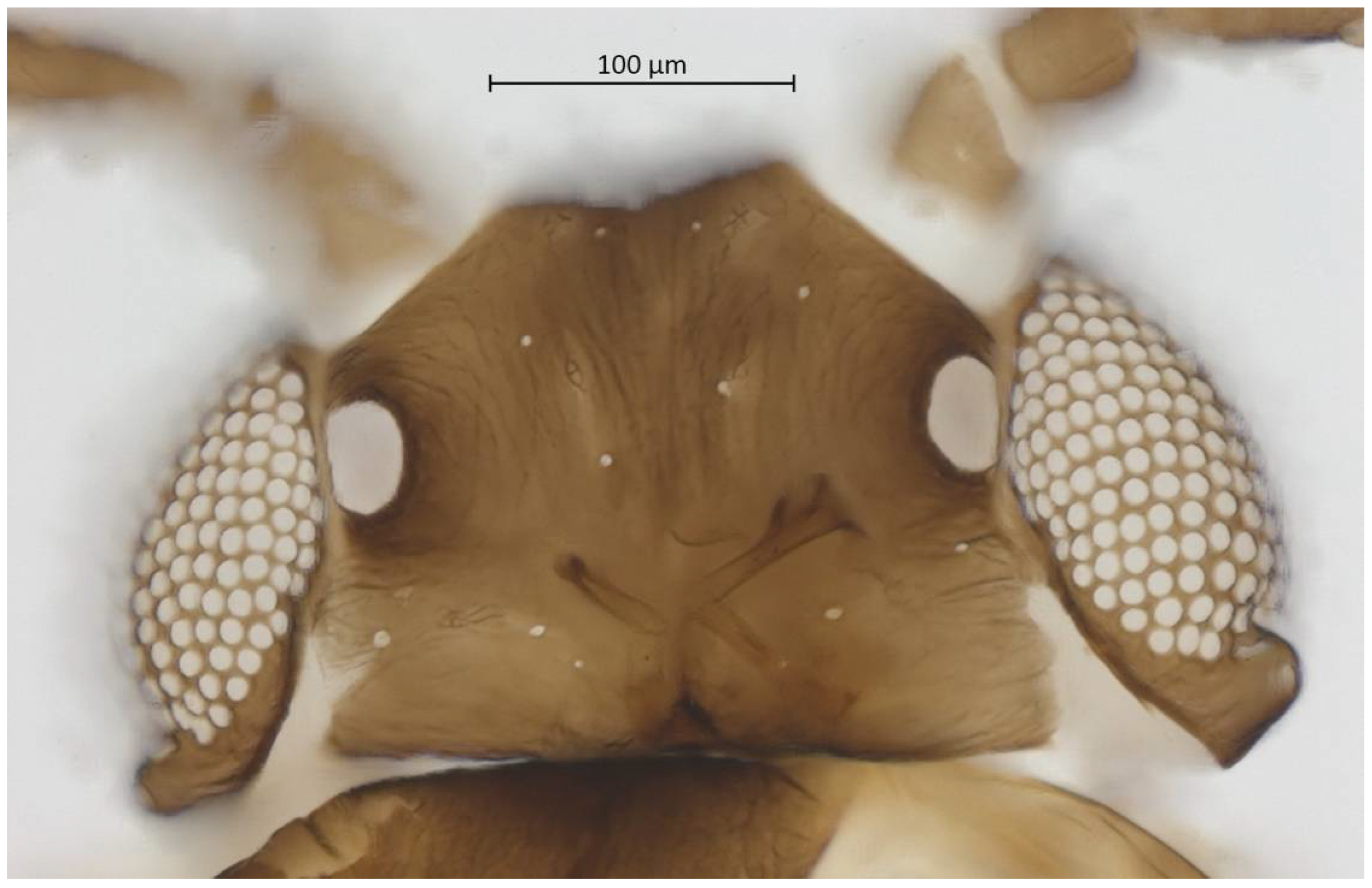 Insects 13 01104 g003