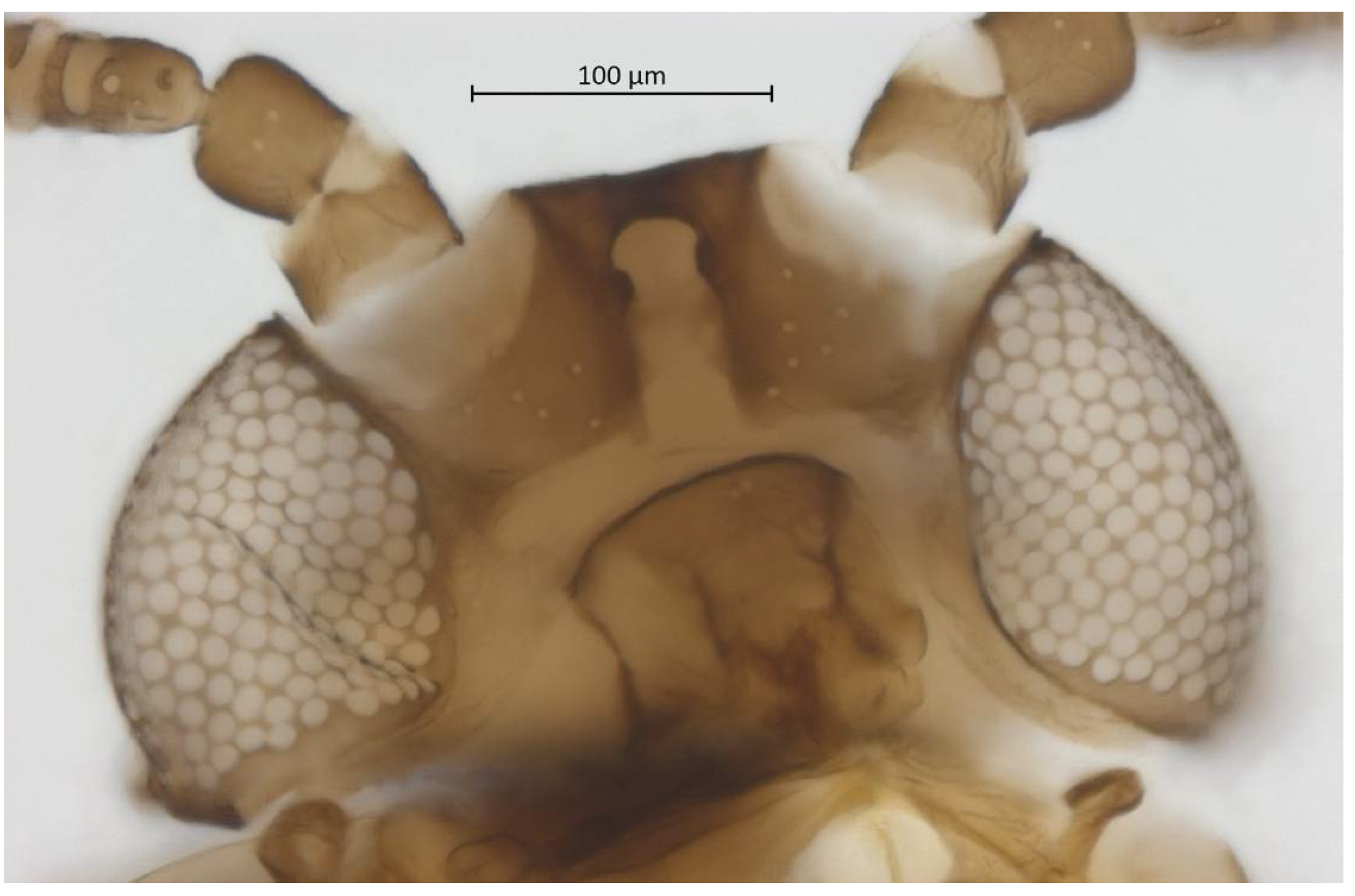 Insects 13 01104 g004