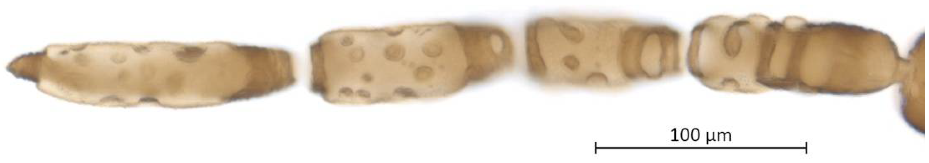 Insects 13 01104 g005