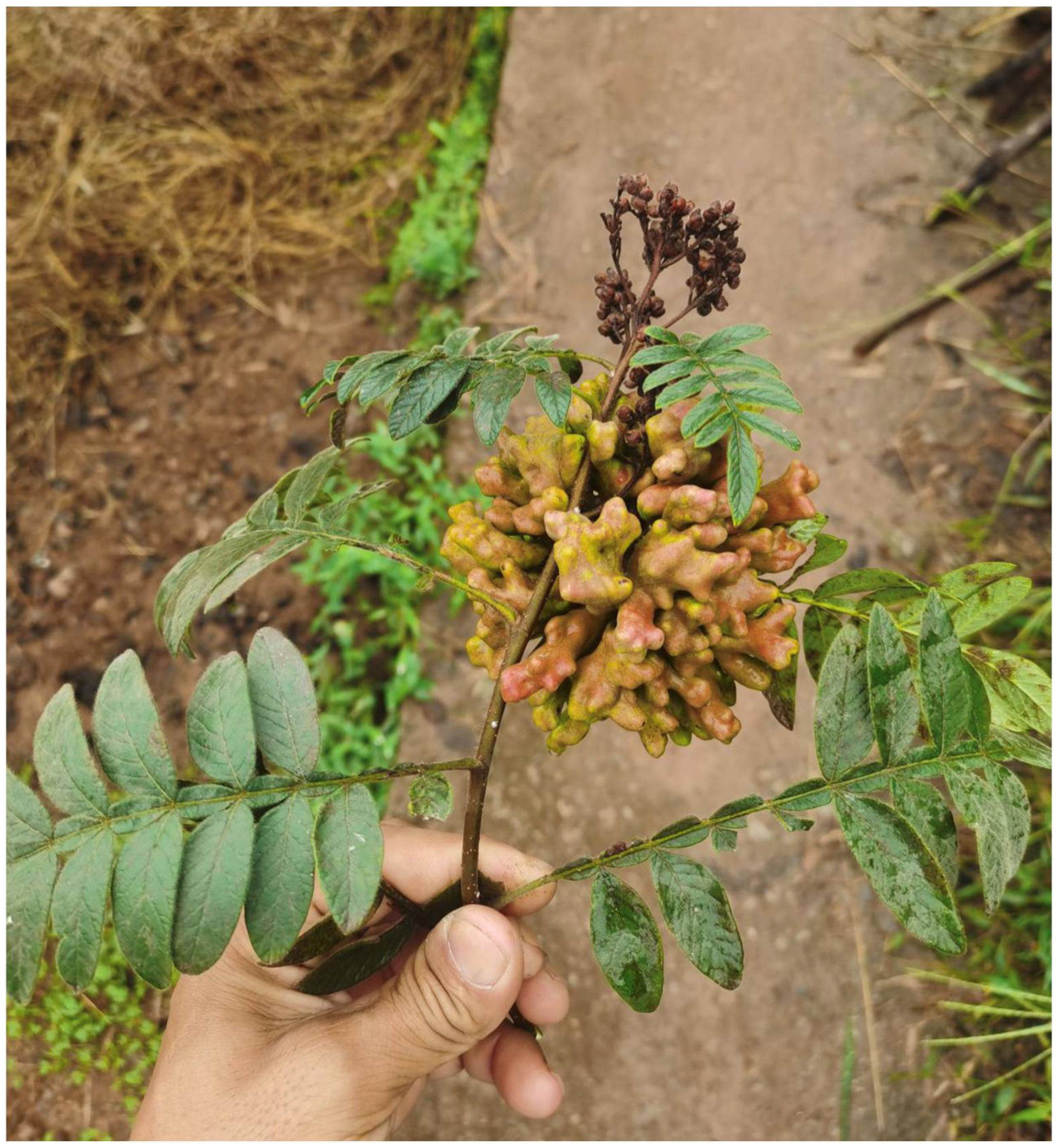 Insects 13 01104 g010