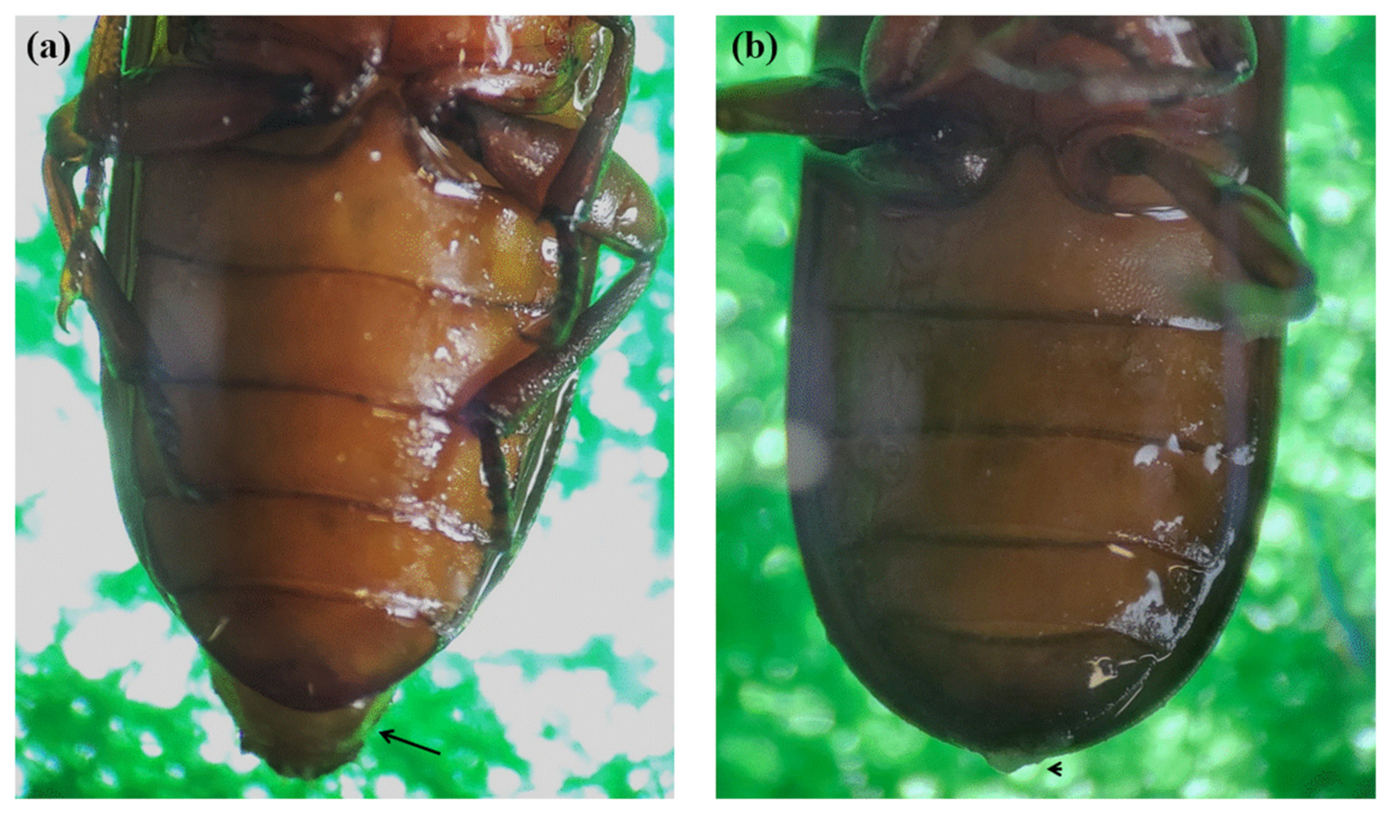 Insects 13 01108 g002 Insects 13 01108 g002