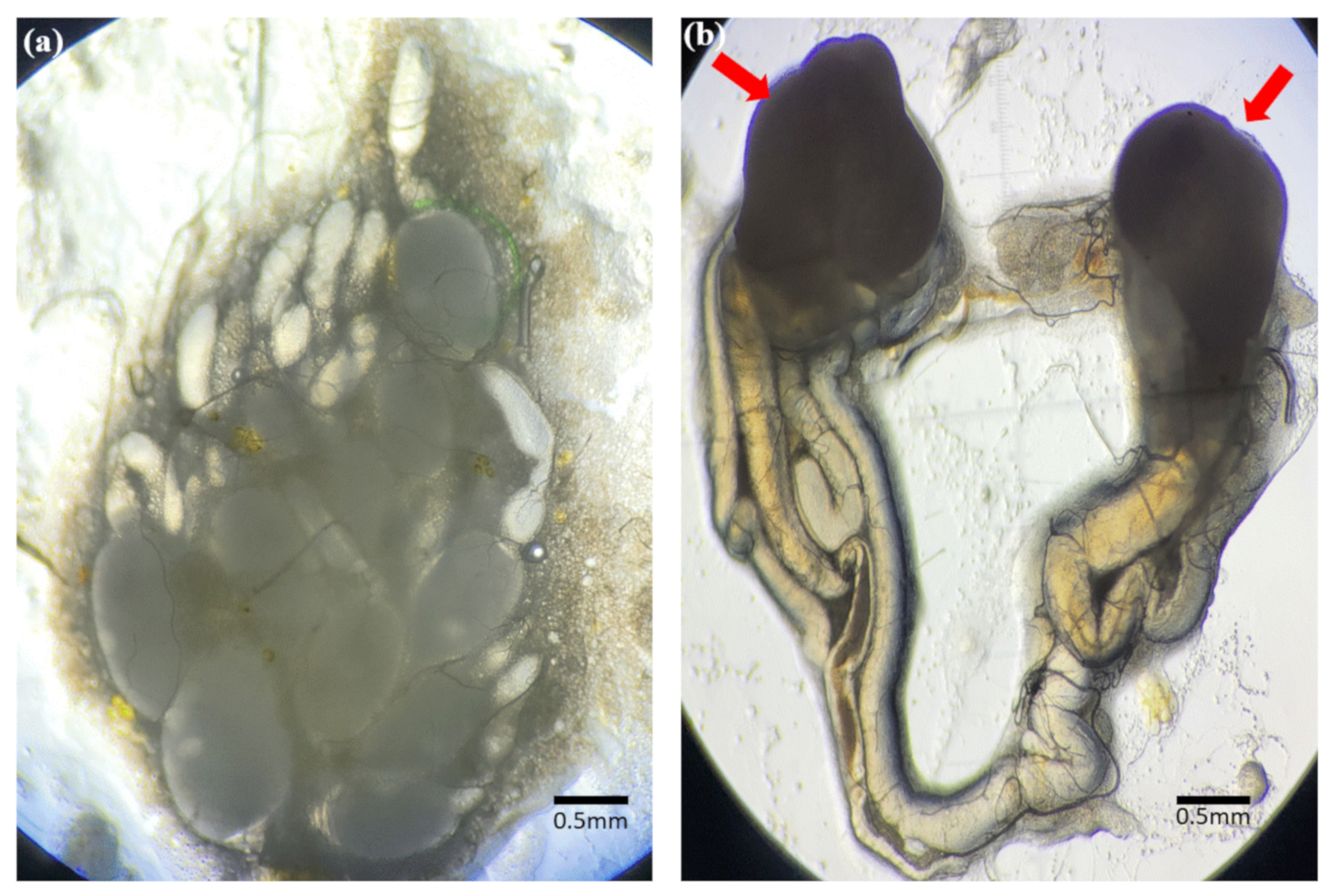 Insects 13 01108 g006 Insects 13 01108 g006