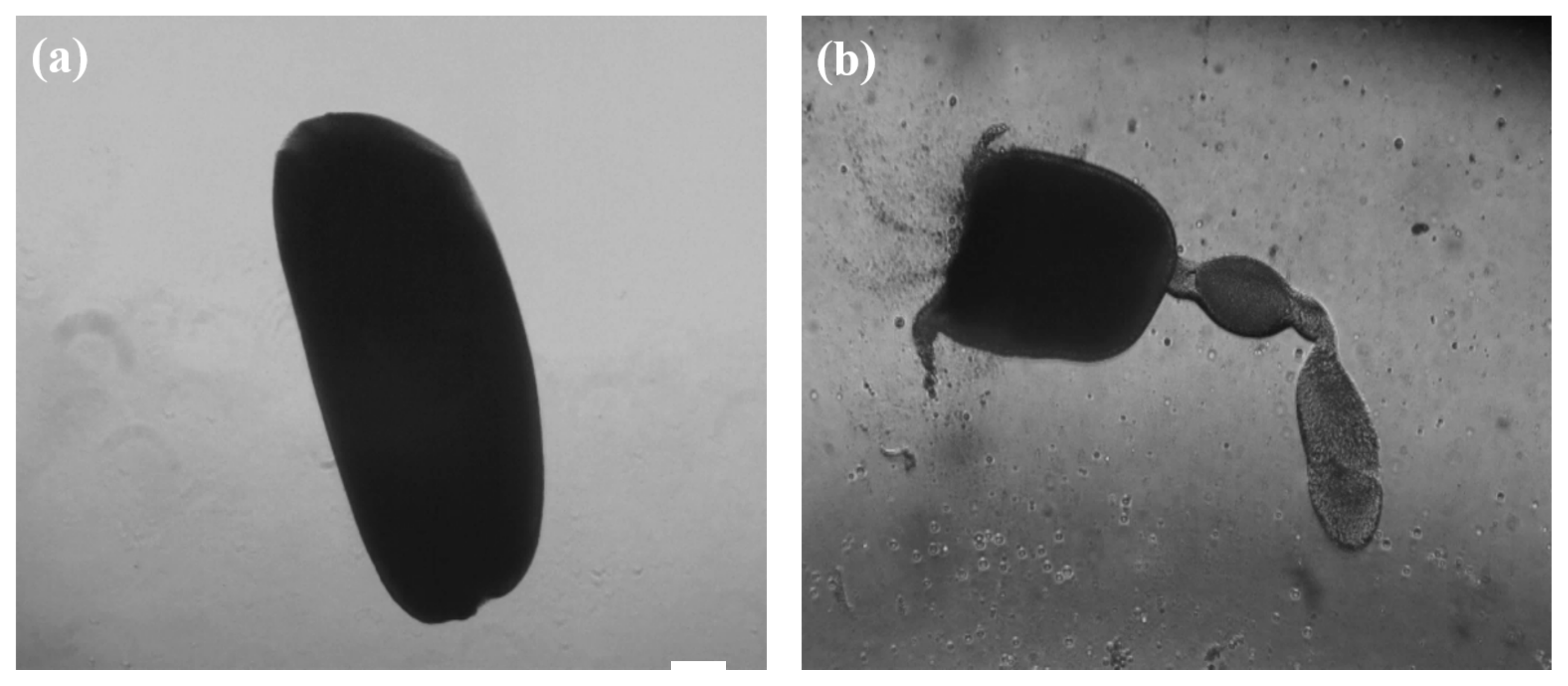 Insects 13 01108 g008 Insects 13 01108 g008