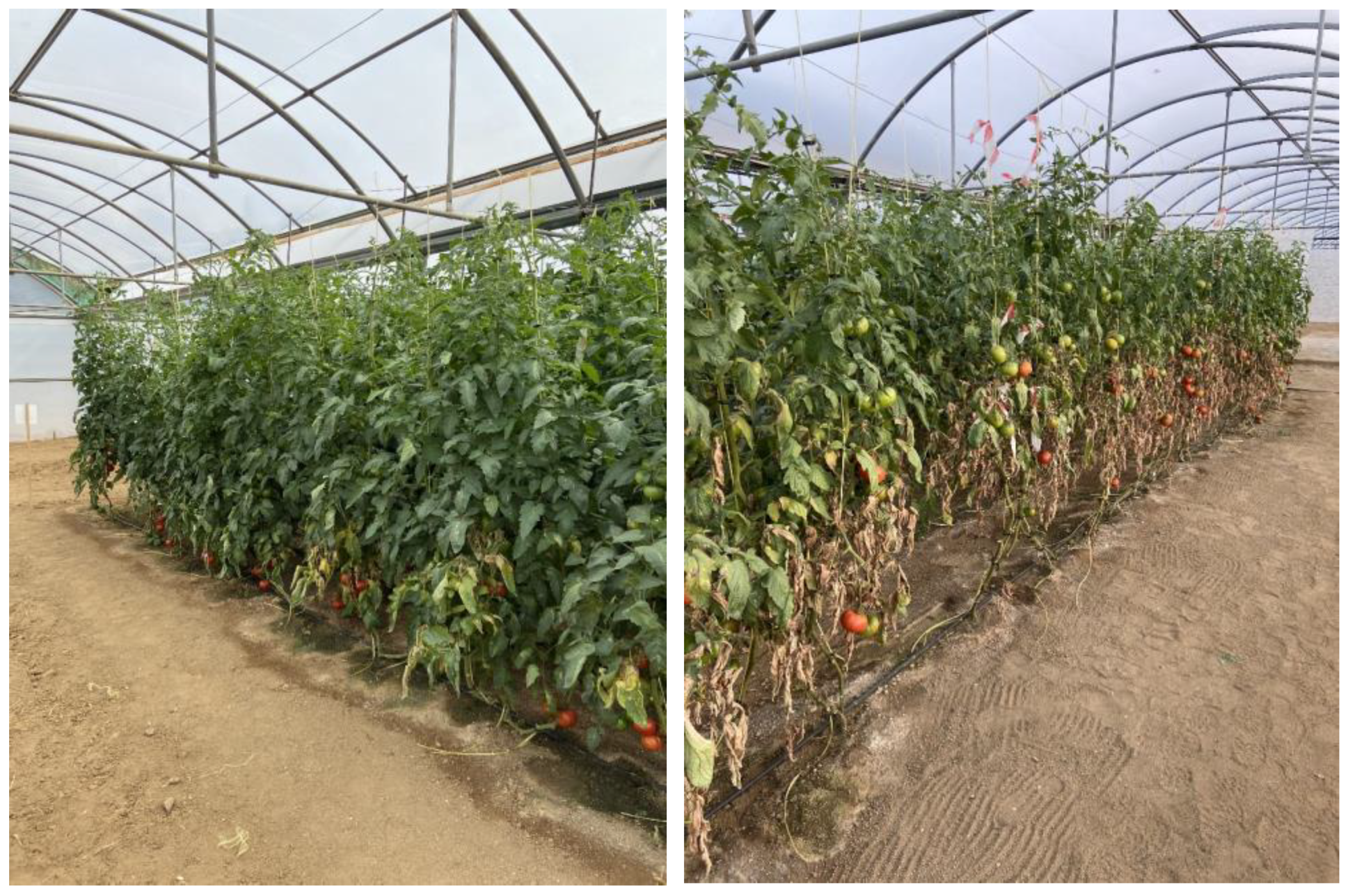 Insects 13 01116 g006