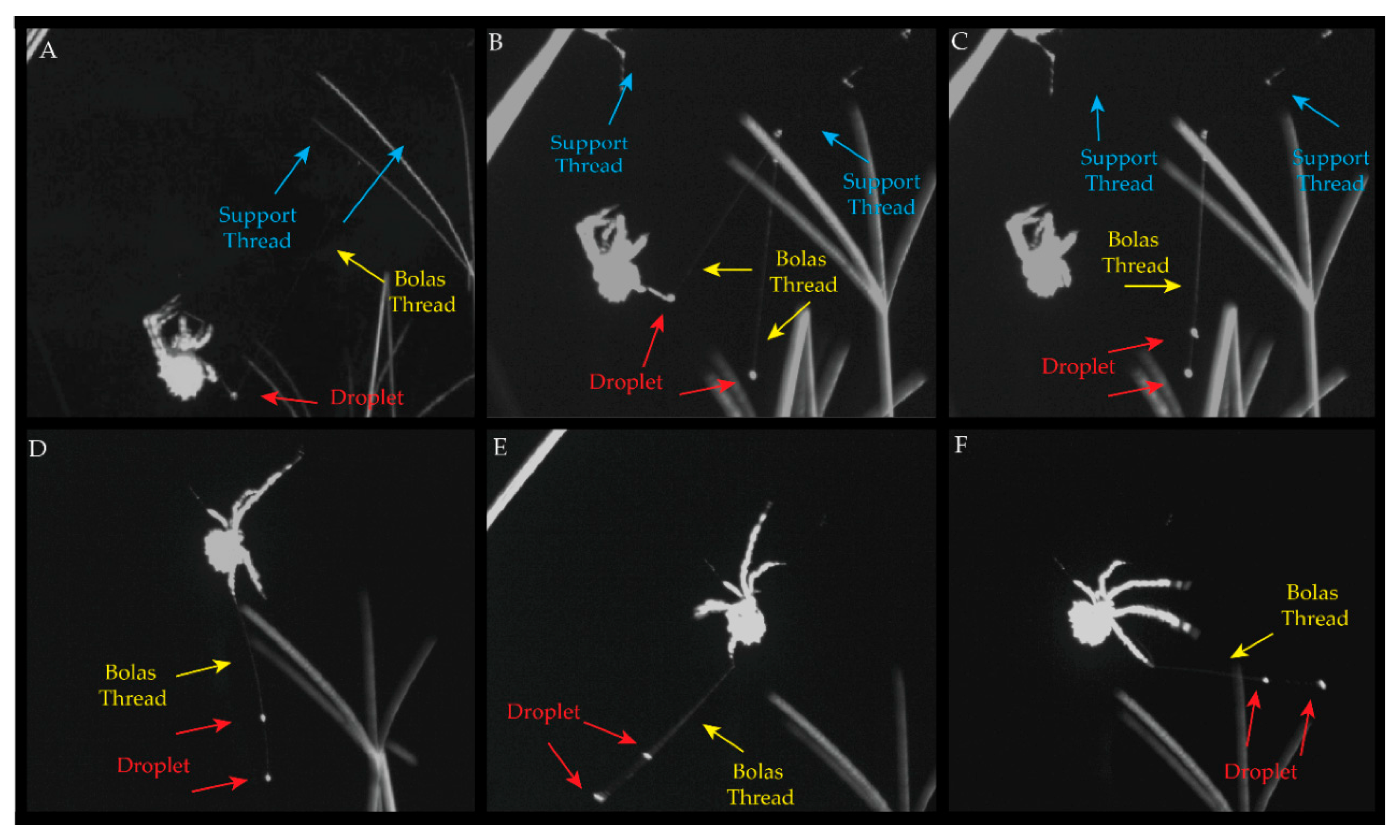 Insects 13 01118 g003