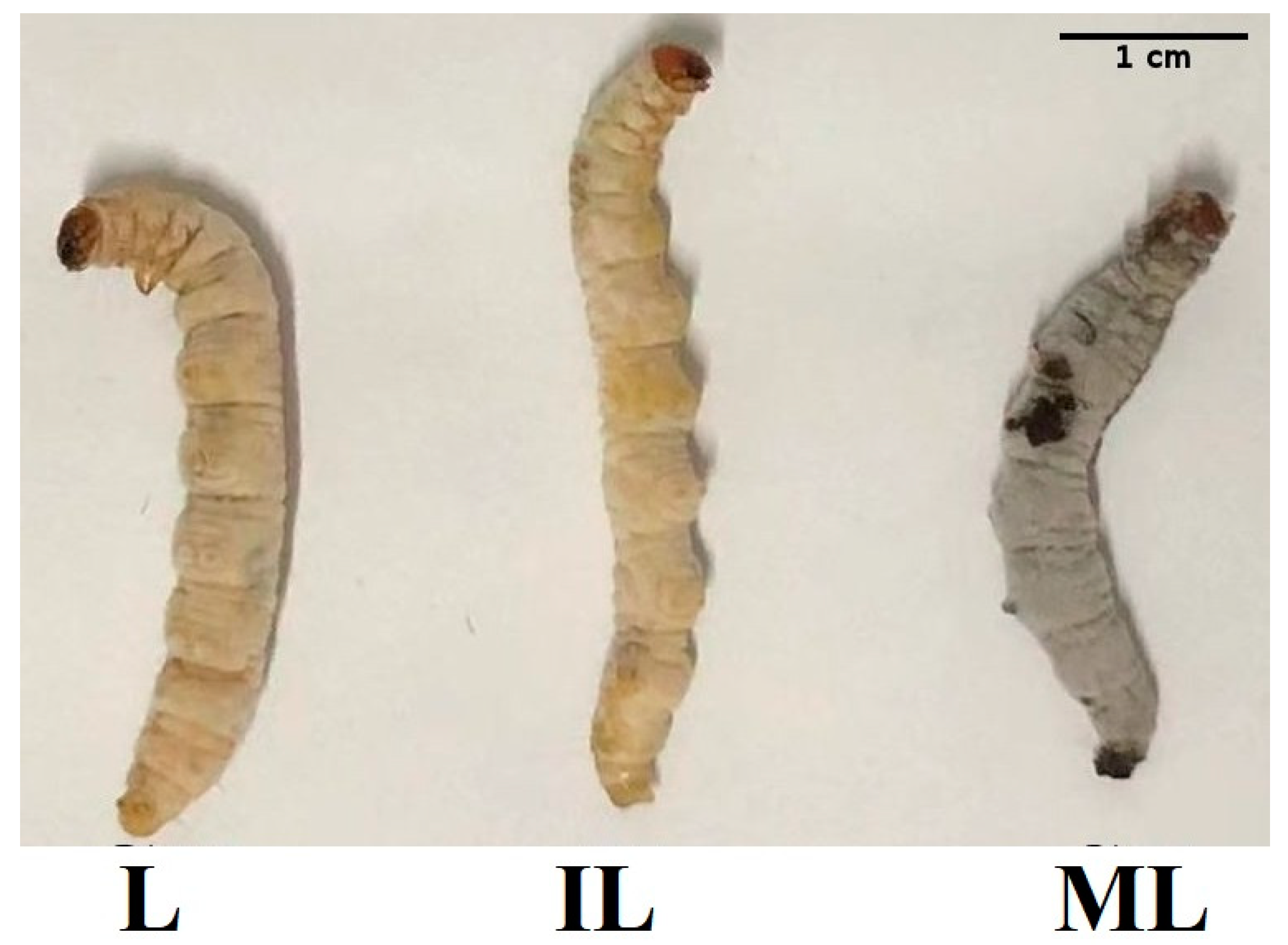 Insects 13 01119 g001 Insects 13 01119 g001