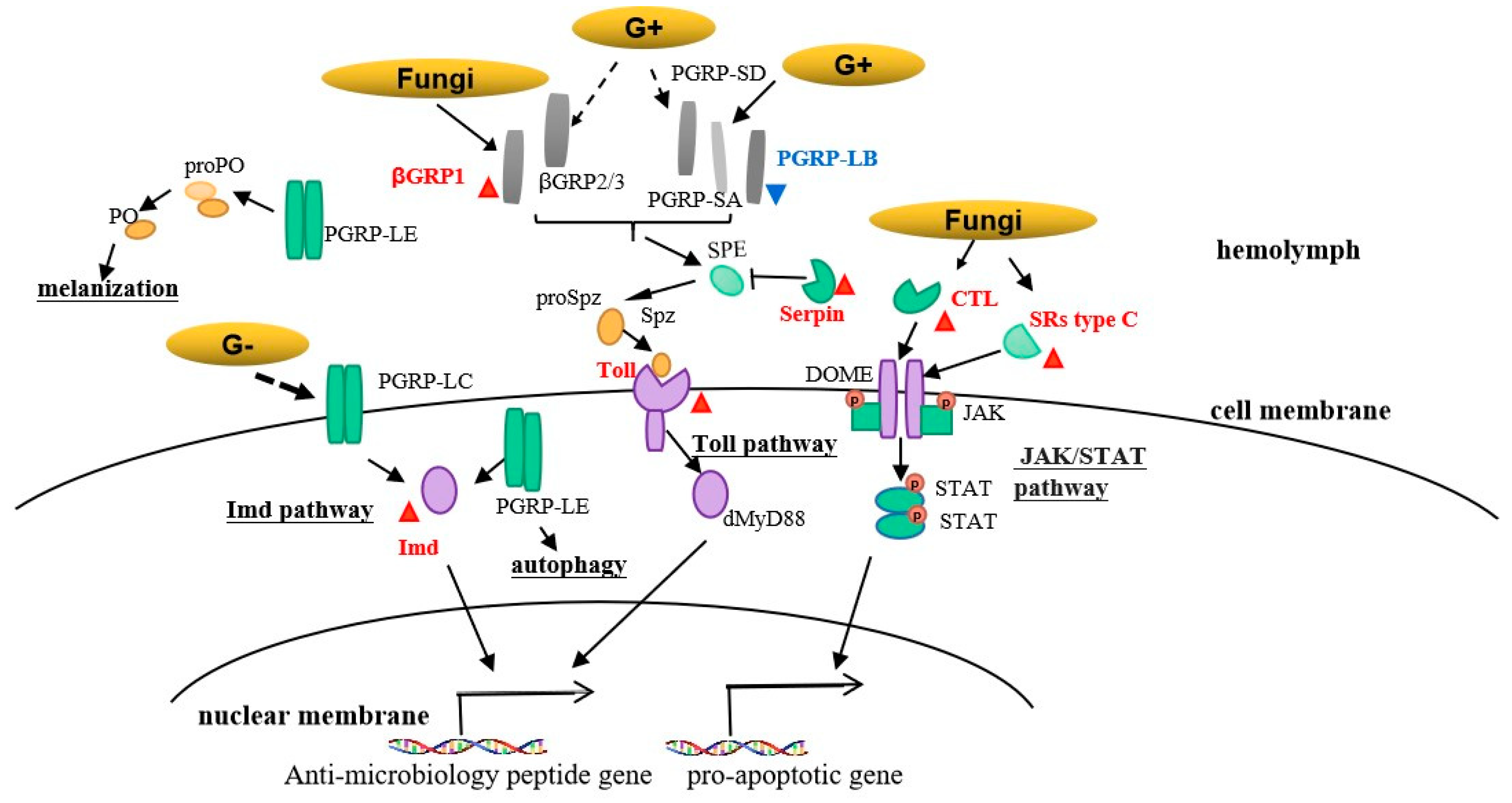 Insects 13 01119 g008 Insects 13 01119 g008