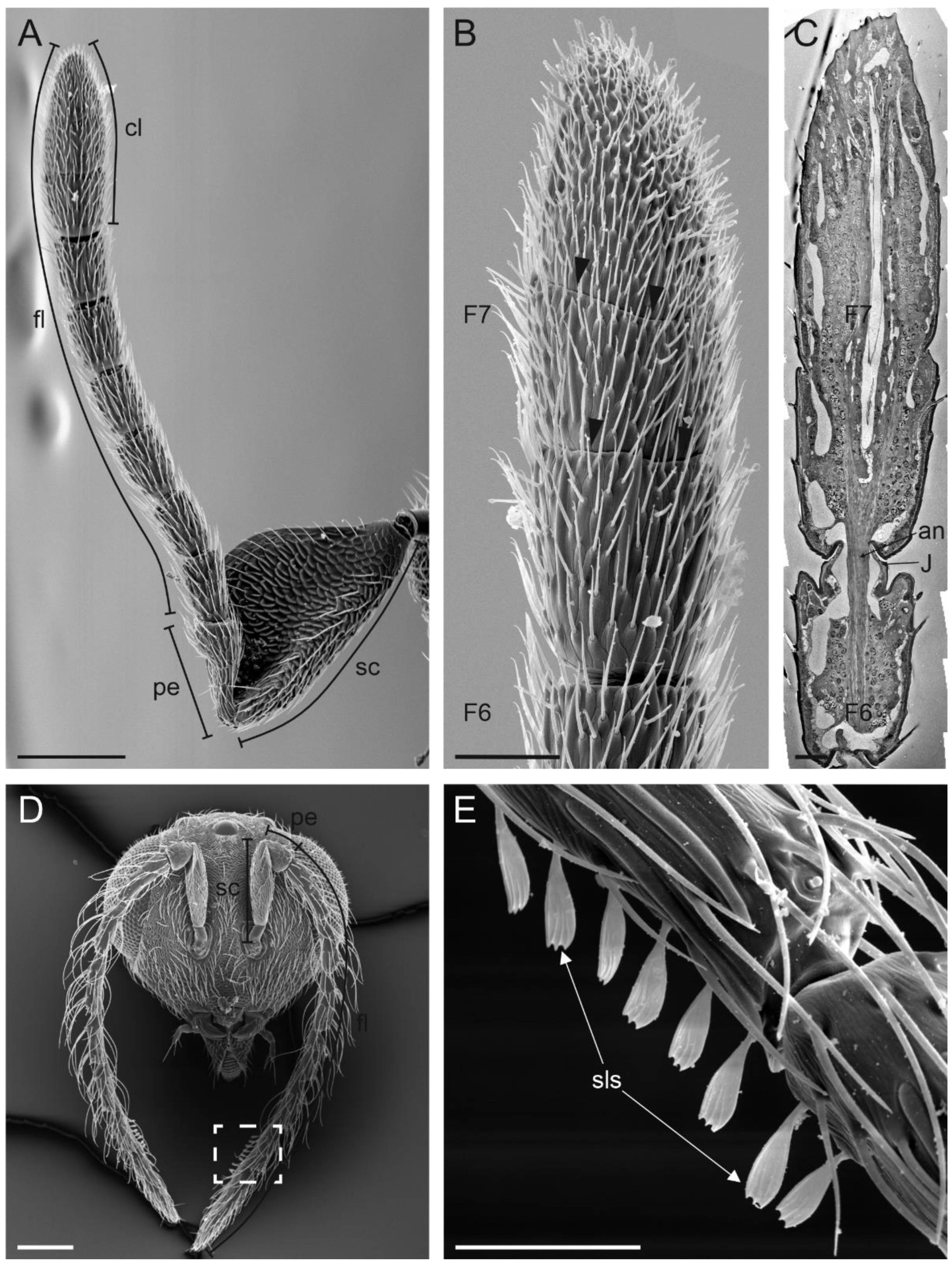 Insects 13 01138 g001 Insects 13 01138 g001