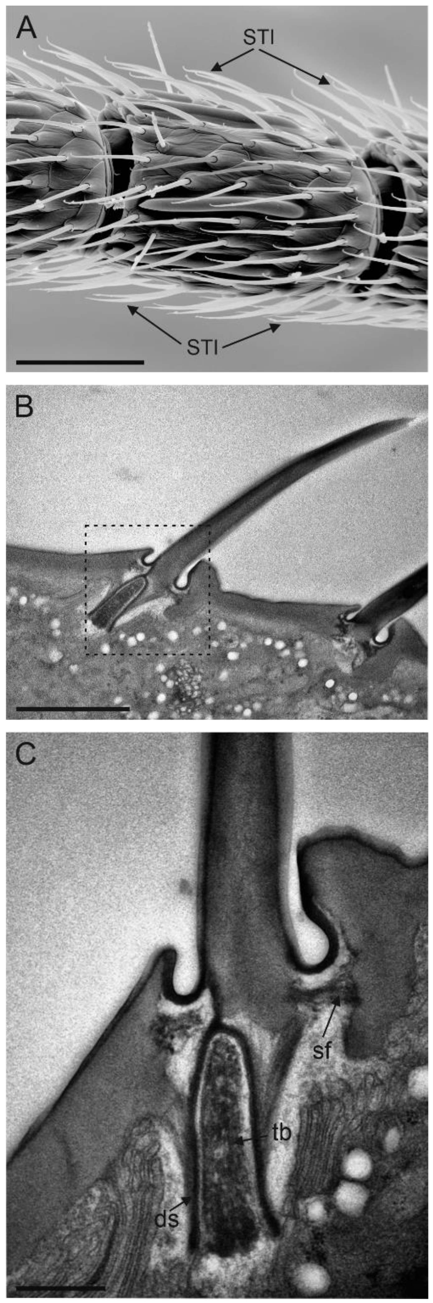 Insects 13 01138 g004 Insects 13 01138 g004