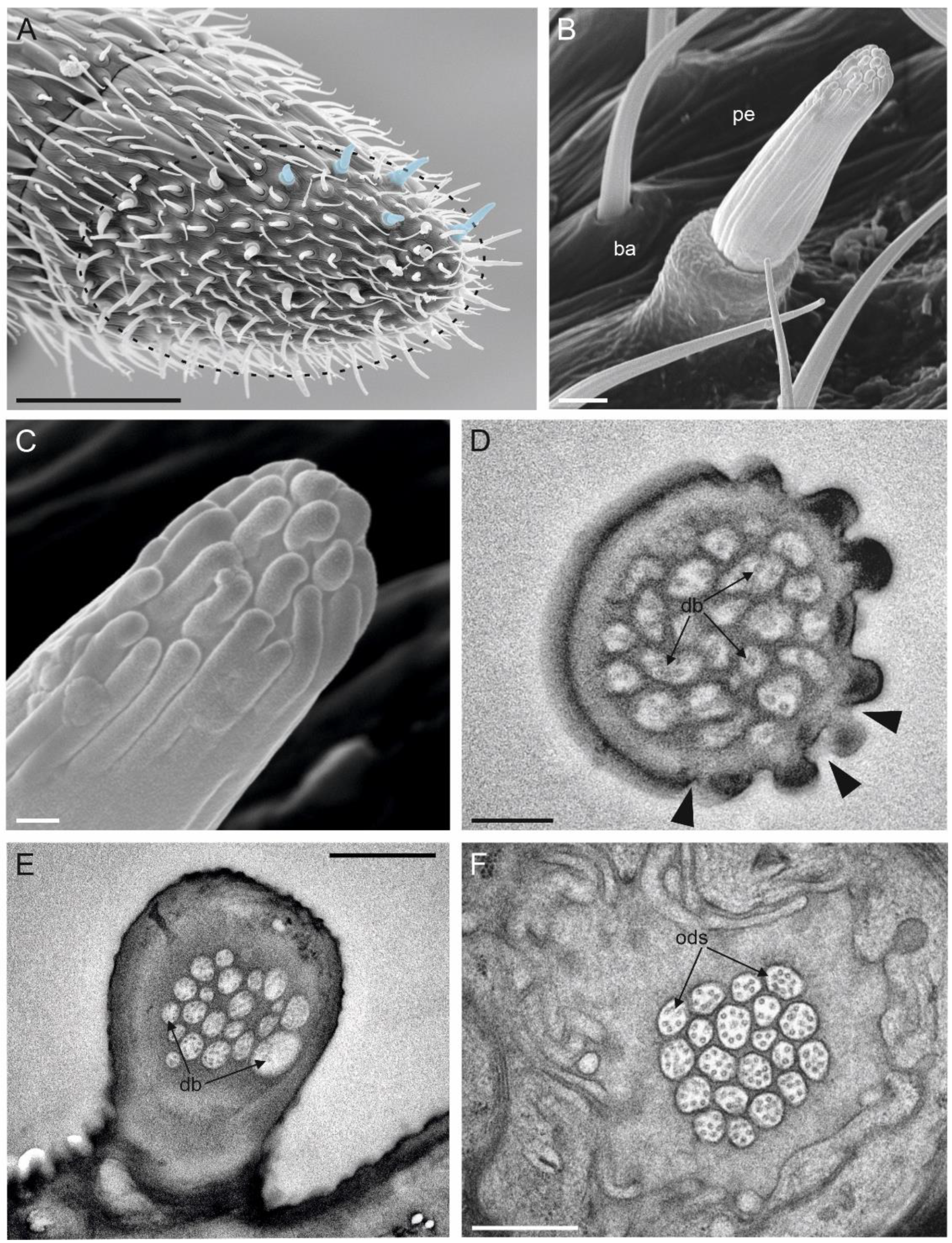 Insects 13 01138 g007 Insects 13 01138 g007