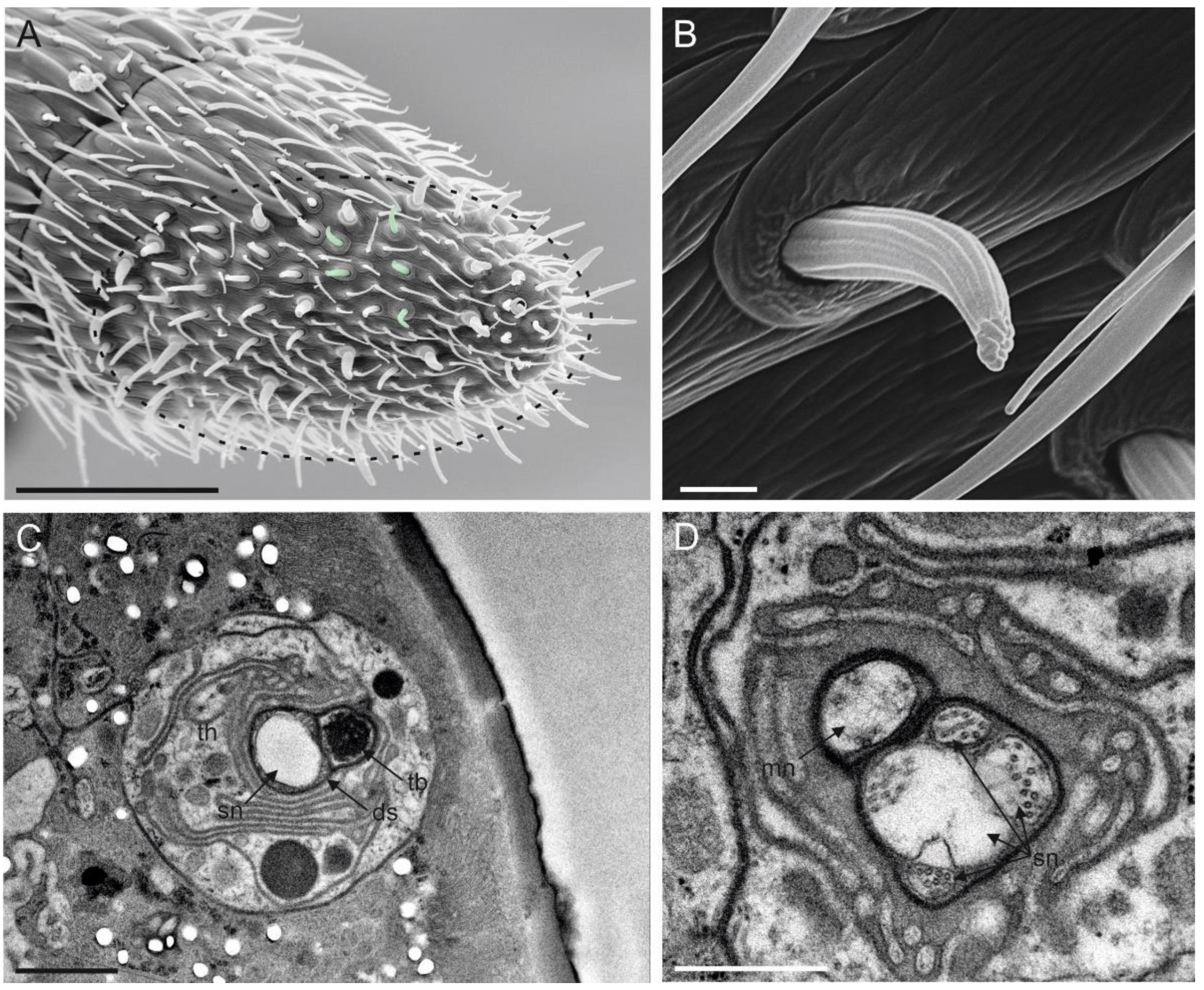Insects 13 01138 g009 Insects 13 01138 g009