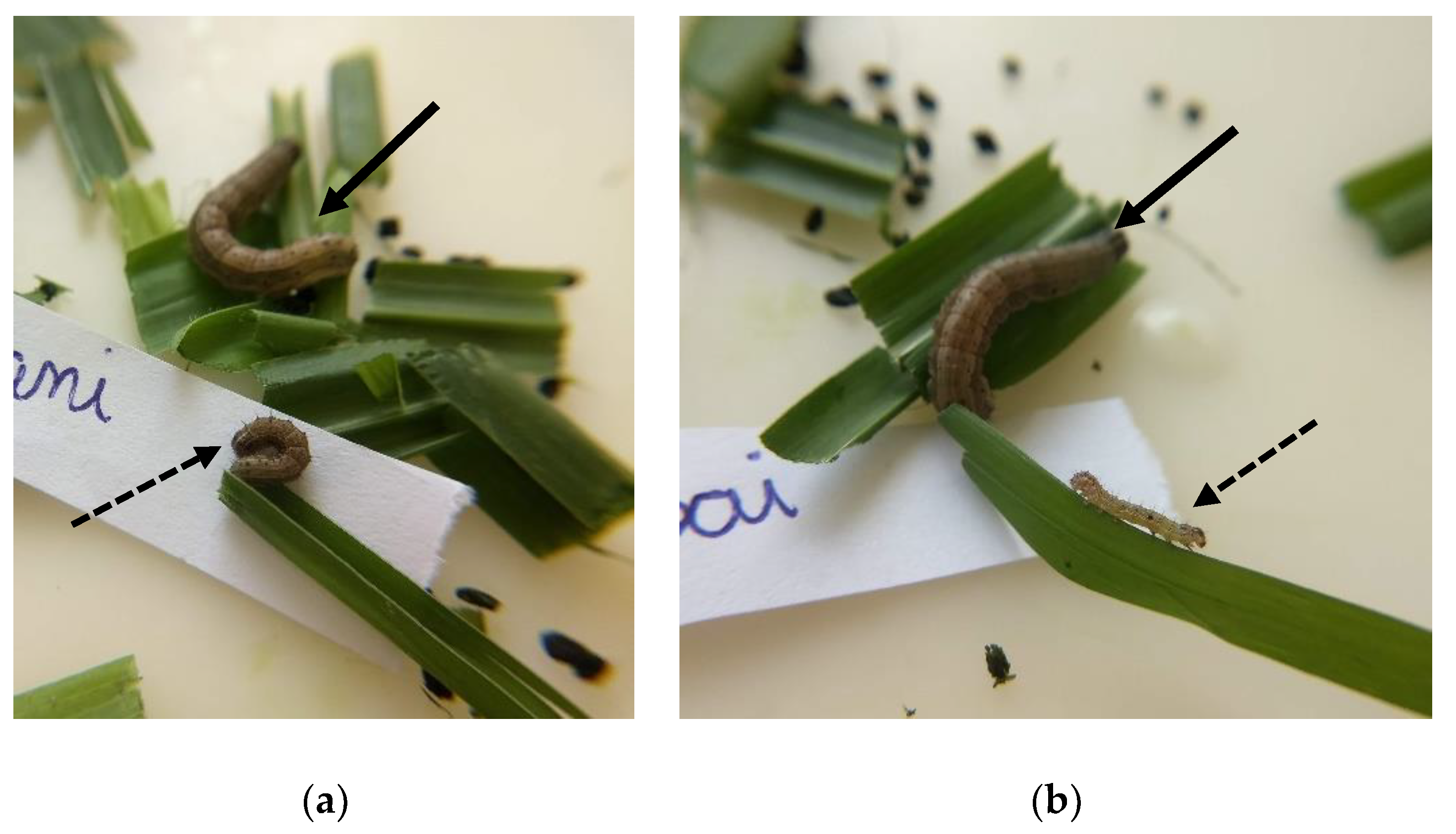 Insects 13 01139 g005