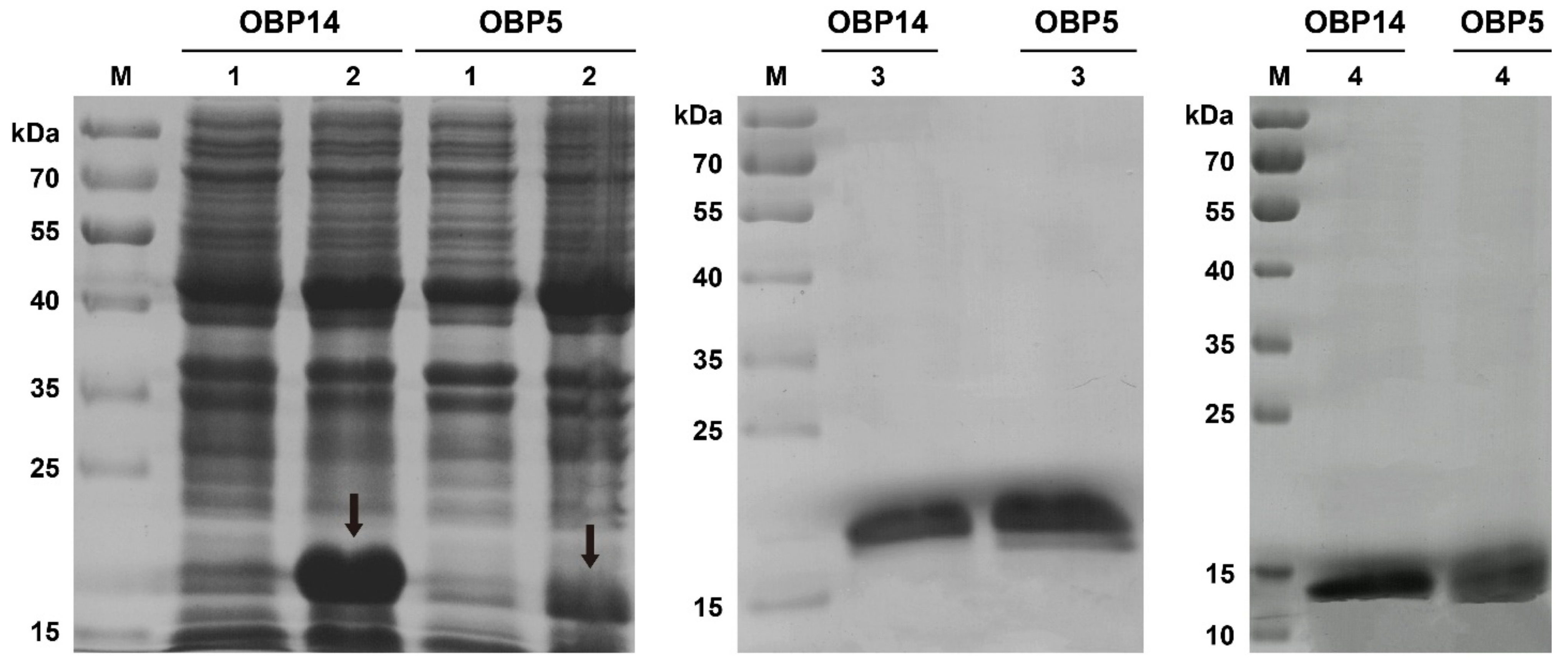 Insects 13 01145 g003