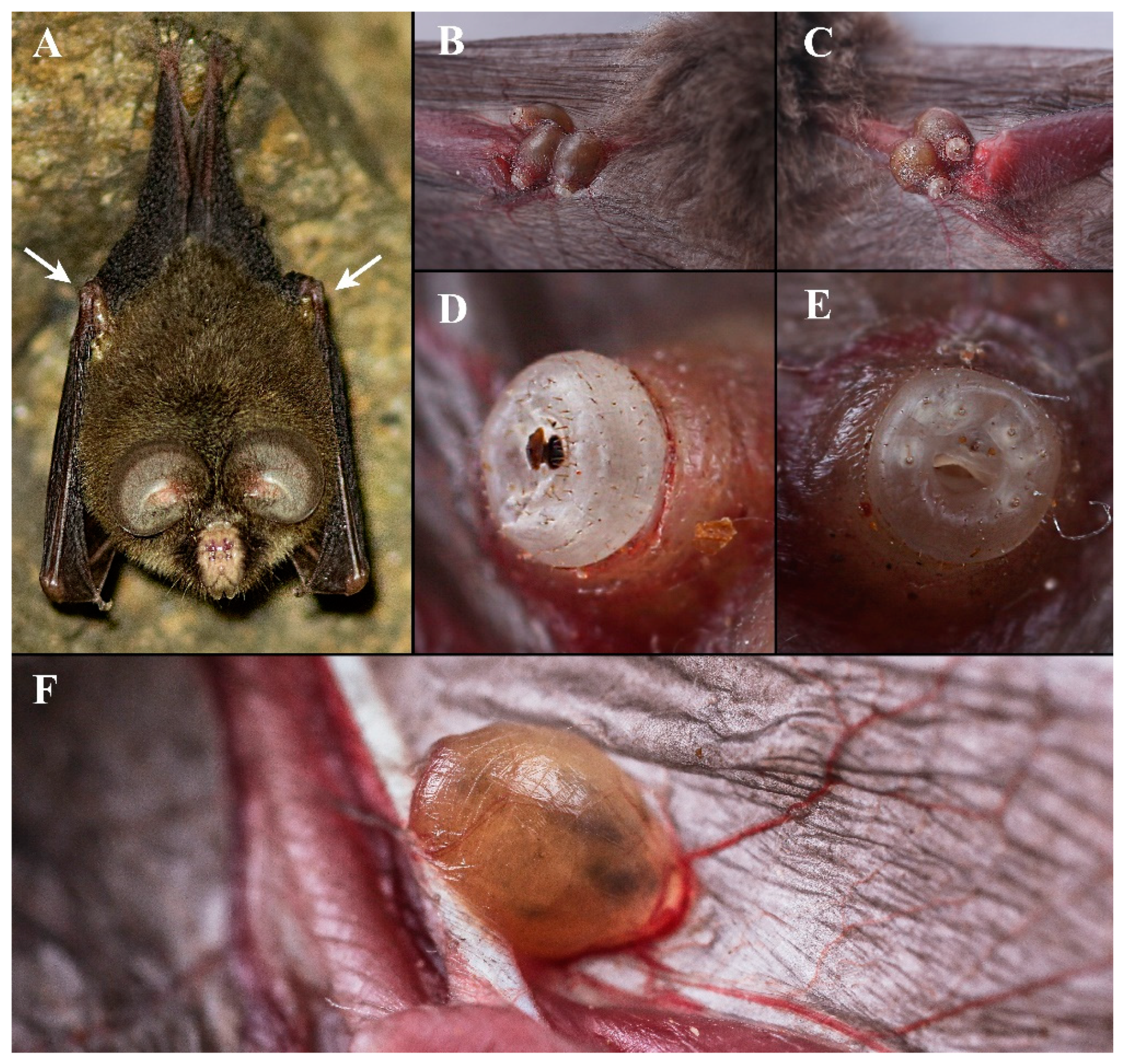 Insects 13 01148 g001