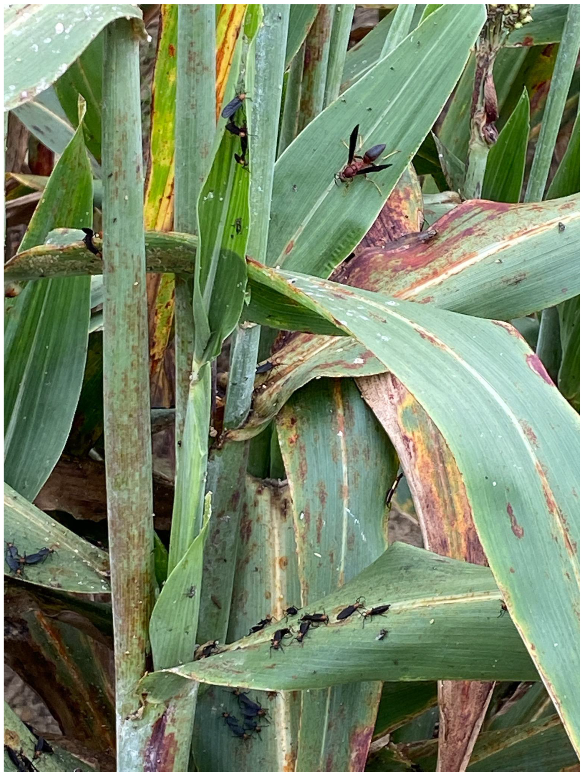 Insects 13 01152 g001 Insects 13 01152 g001