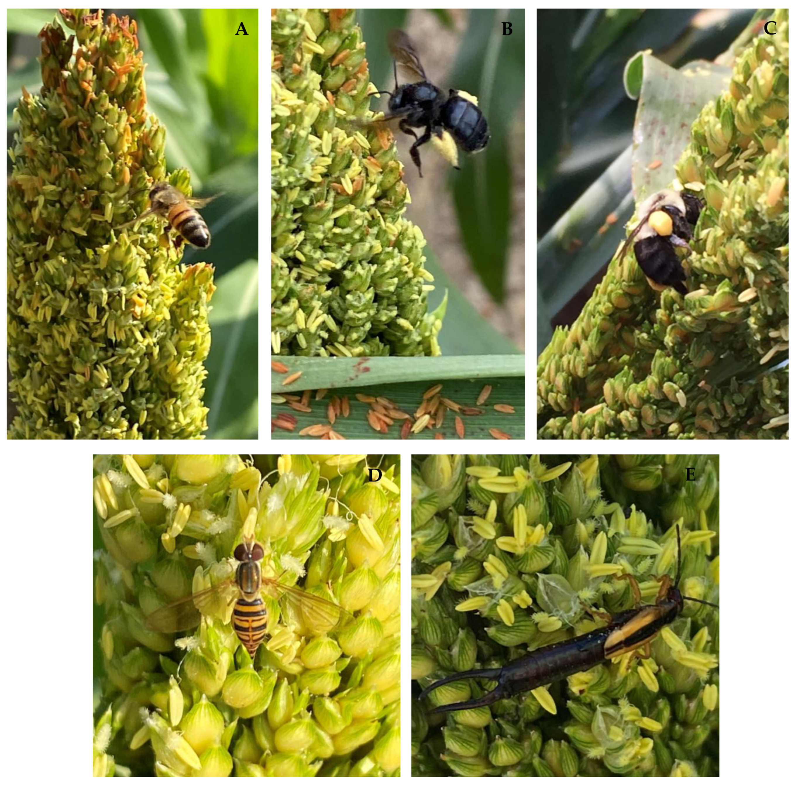 Insects 13 01152 g002 Insects 13 01152 g002