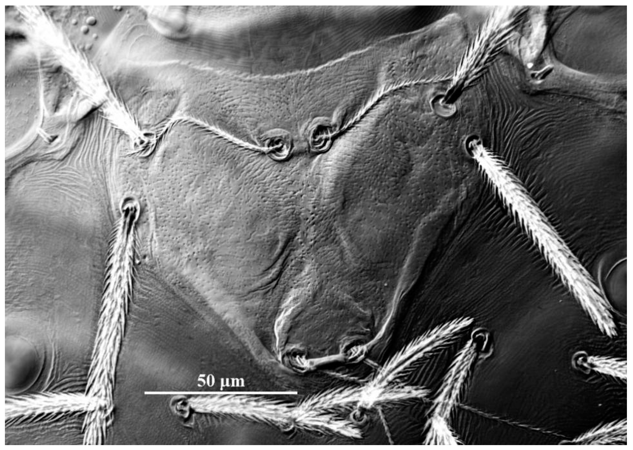 Insects 13 01154 g008