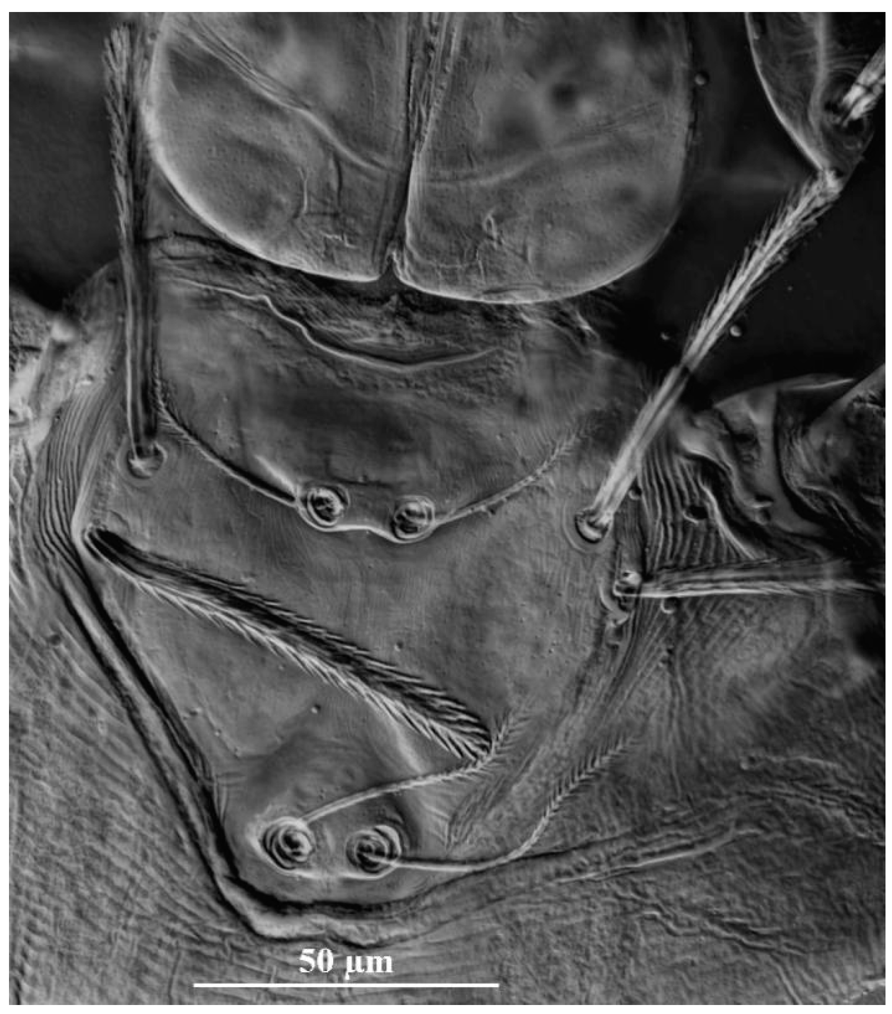 Insects 13 01154 g013