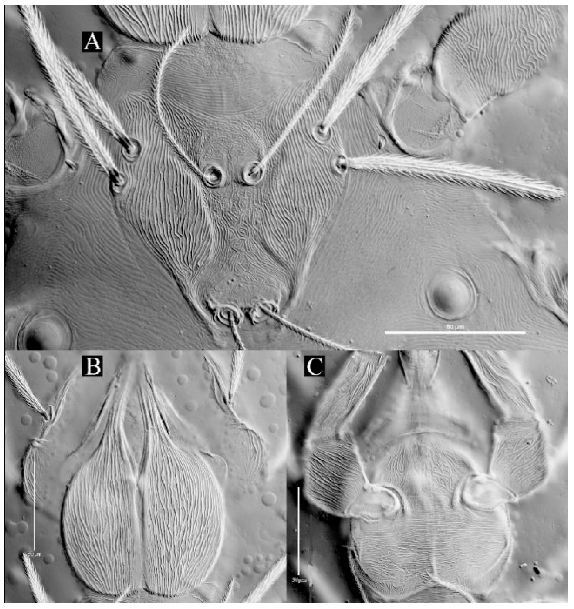 Insects 13 01154 g019