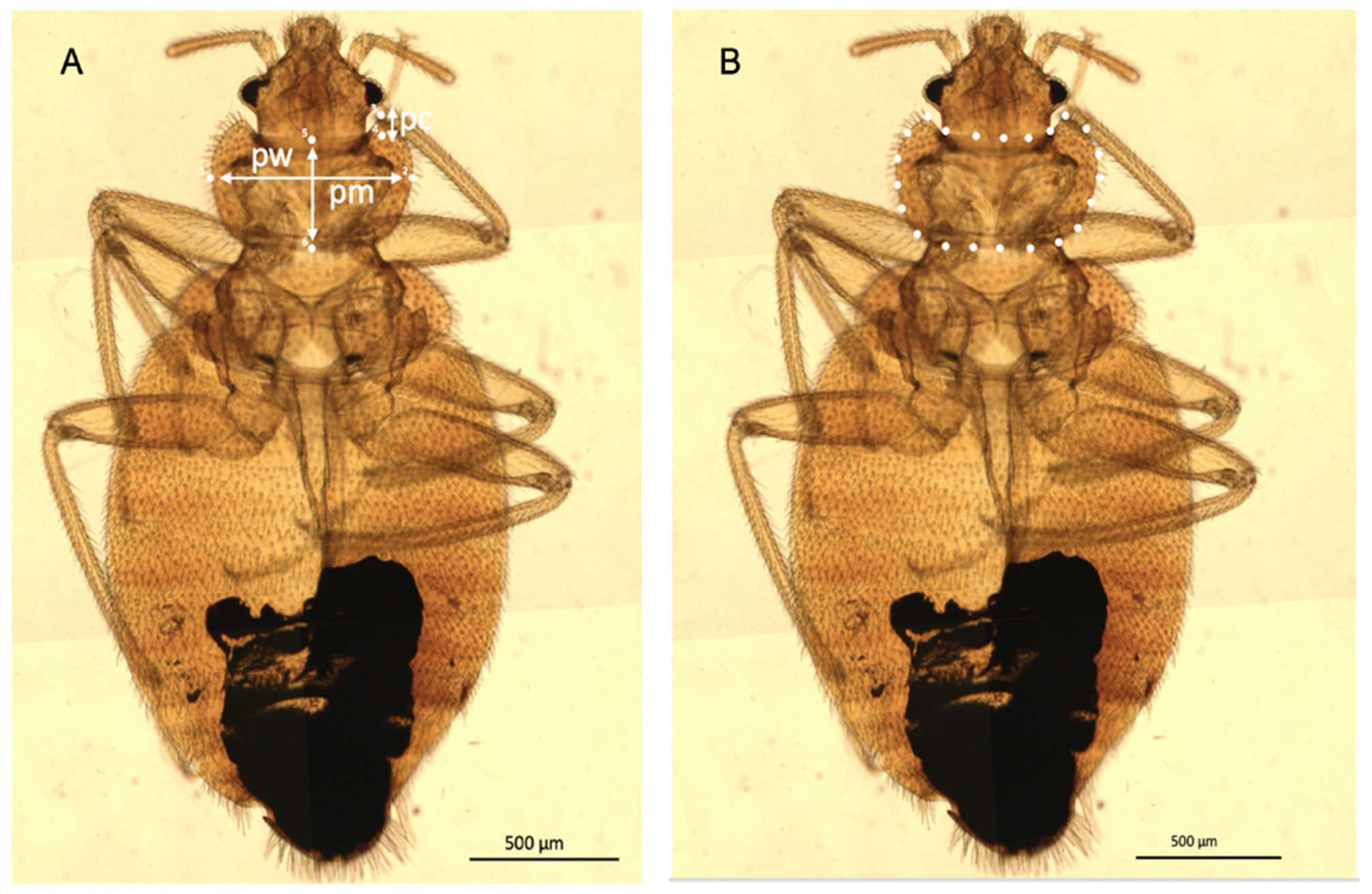 Insects 13 01155 g001
