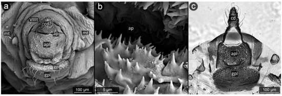 Comparative Studies of Perianal Structures in Myrmecophilous Aphids ...