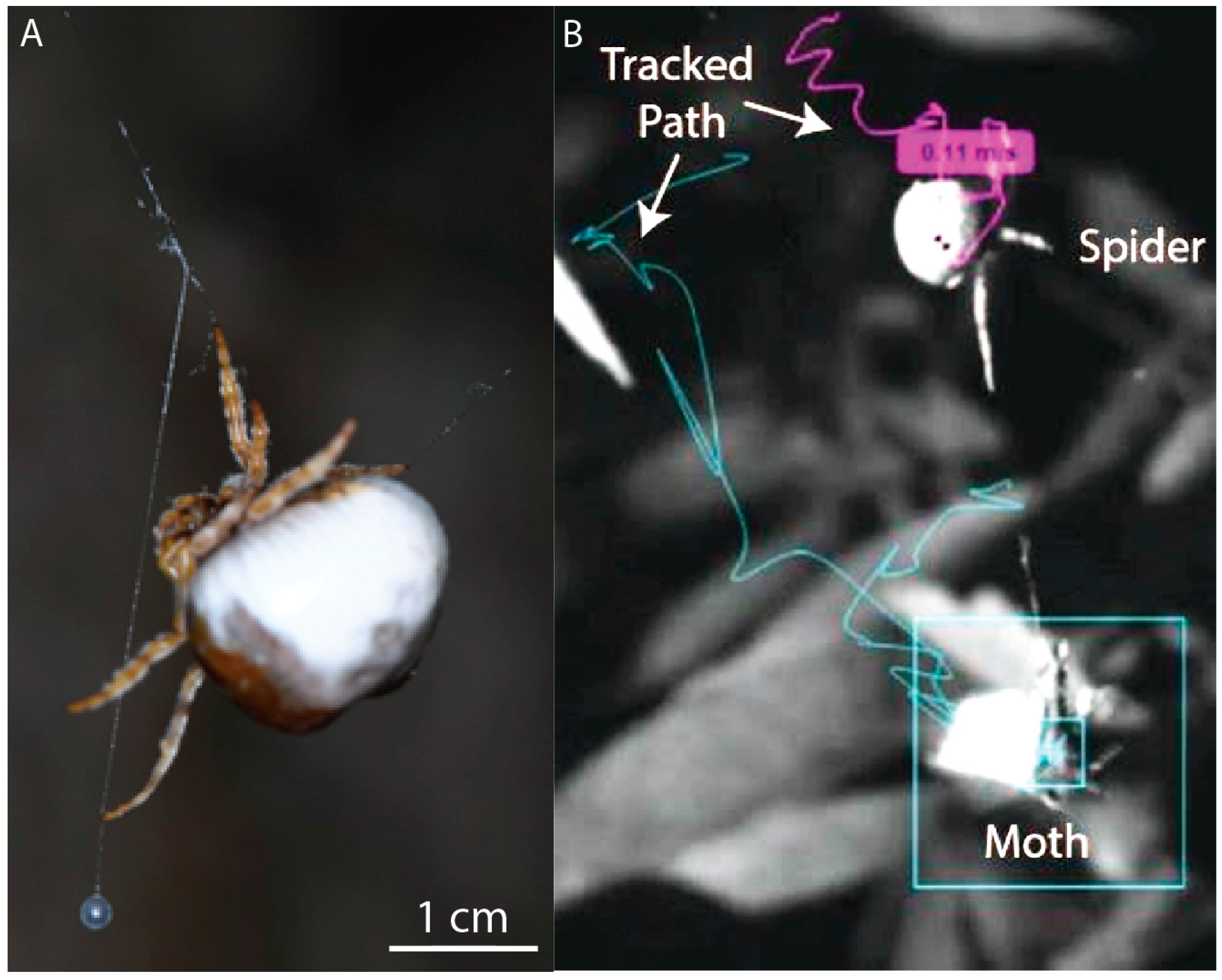Insects Free FullText Behavior and Bioadhesives How Bolas Spiders, Mastophora hutchinsoni