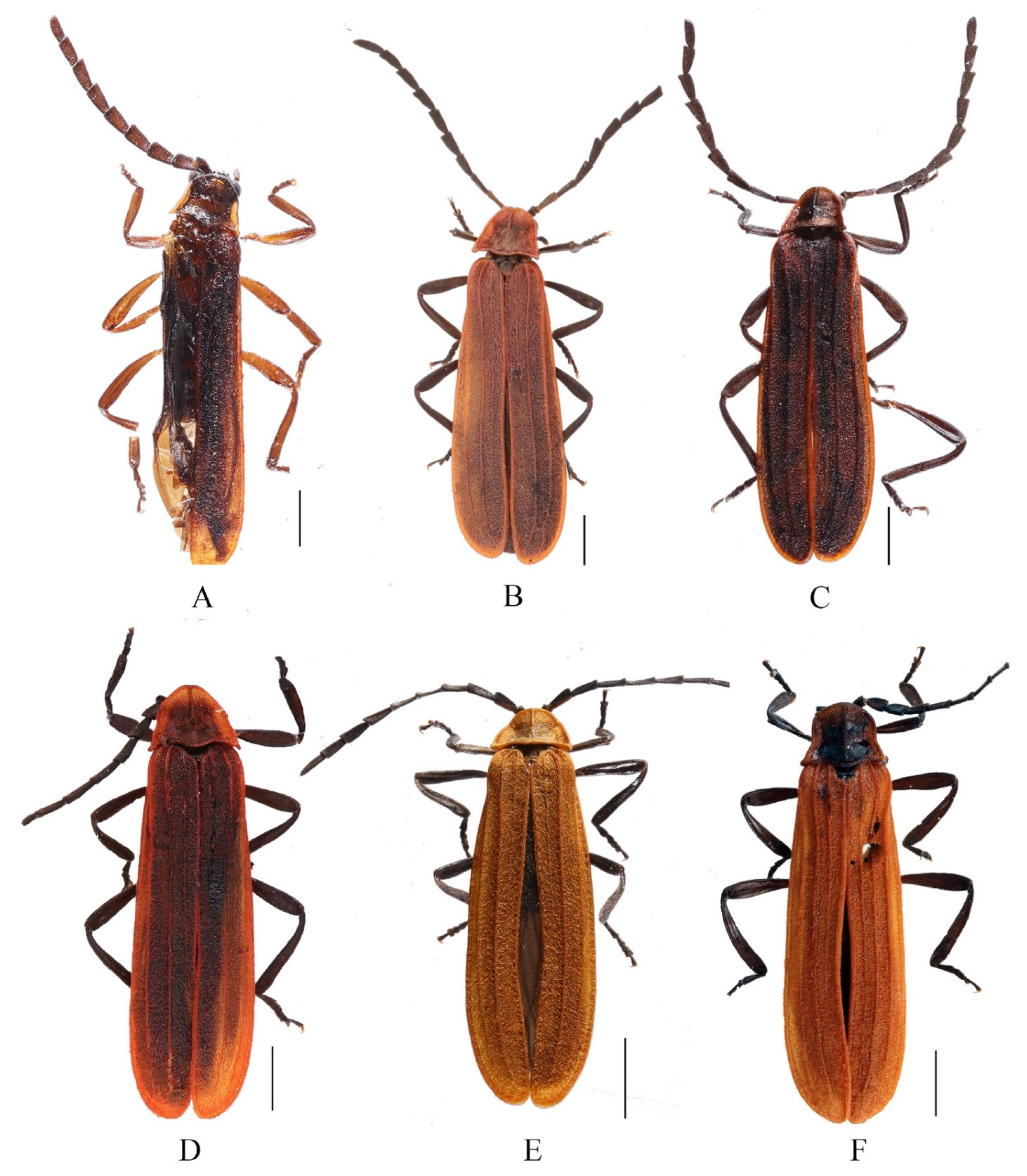 Insects 13 01171 g002