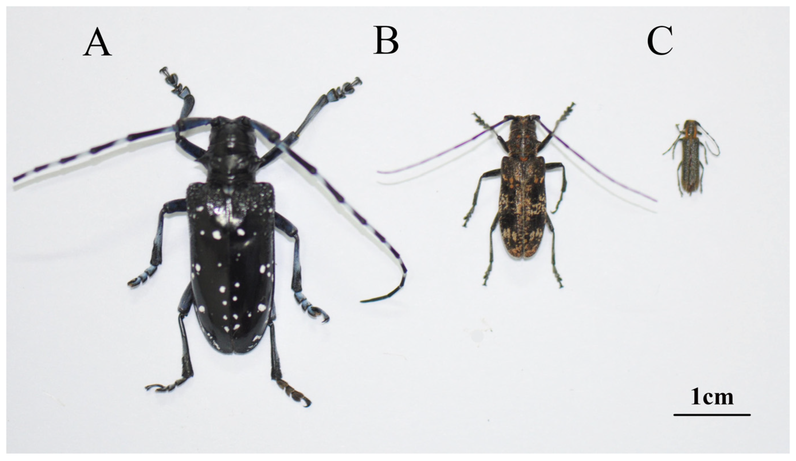 Insects 14 00029 g001