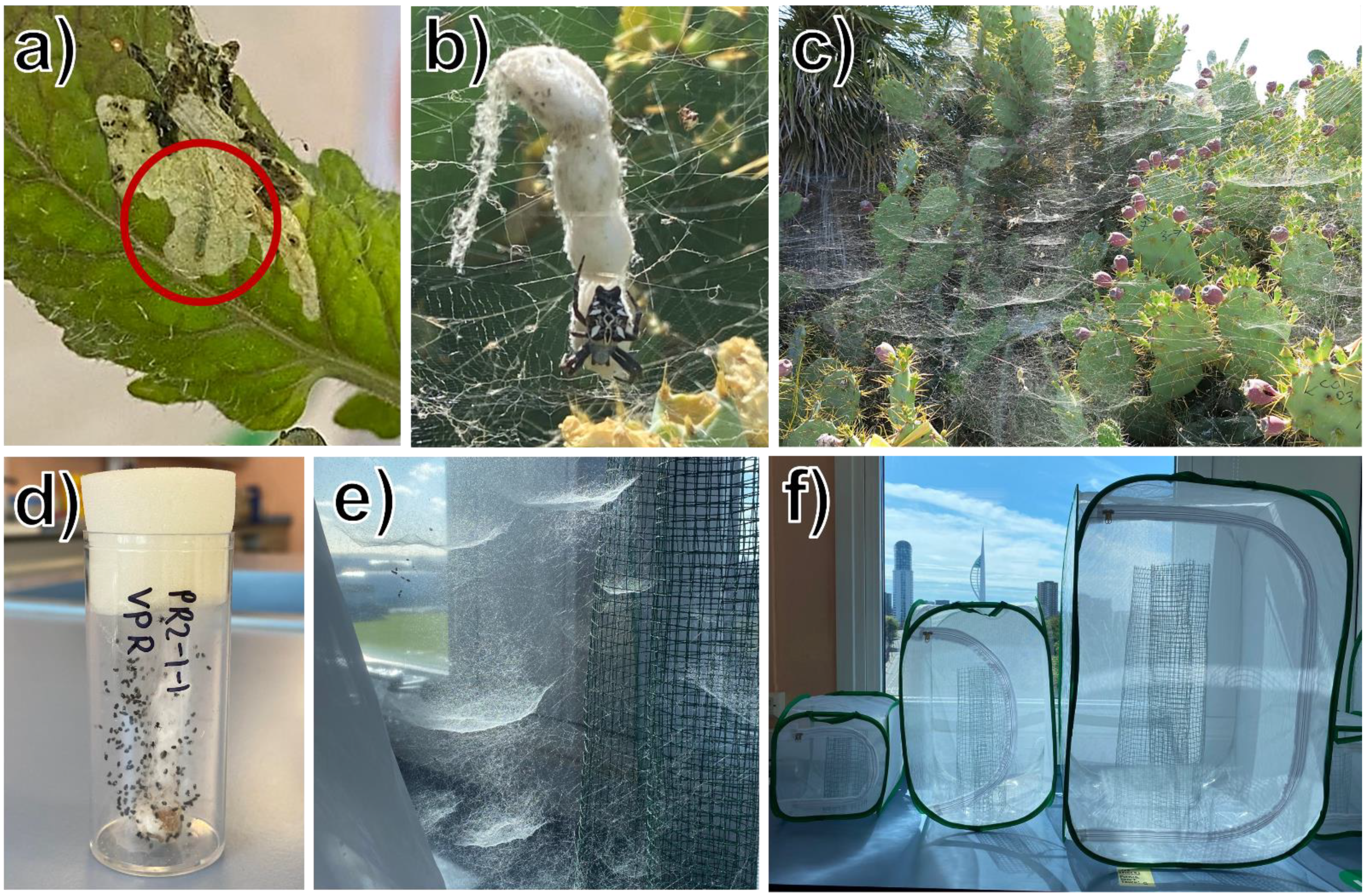 Insects Free Full-Text Group-Living Spider Cyrtophora citricola as a Potential Novel Biological Control Agent of the Tomato Pest Tuta absoluta pic