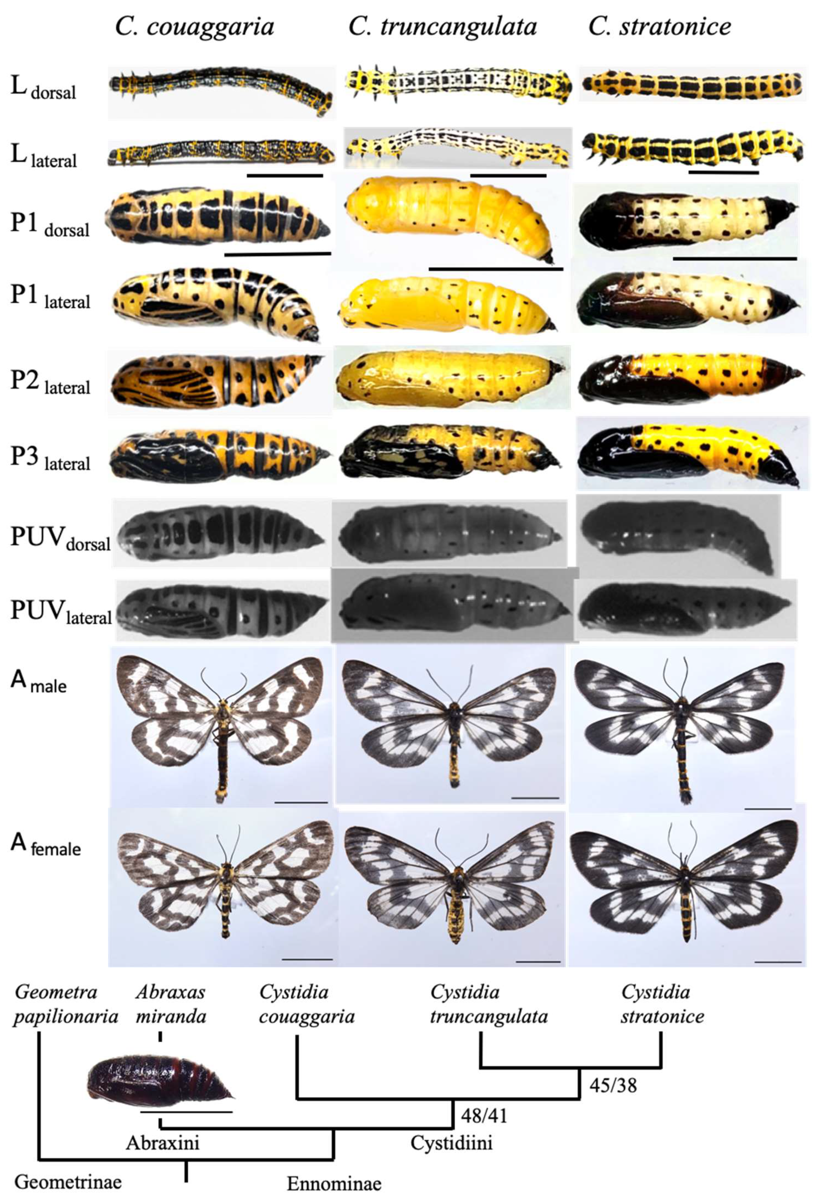 Insects | Free Full-Text | Pupal Warning Coloration of Three Species of  Cystidia (Lepidoptera: Geometridae: Ennominae) in Relation to Their  Pupation Sites