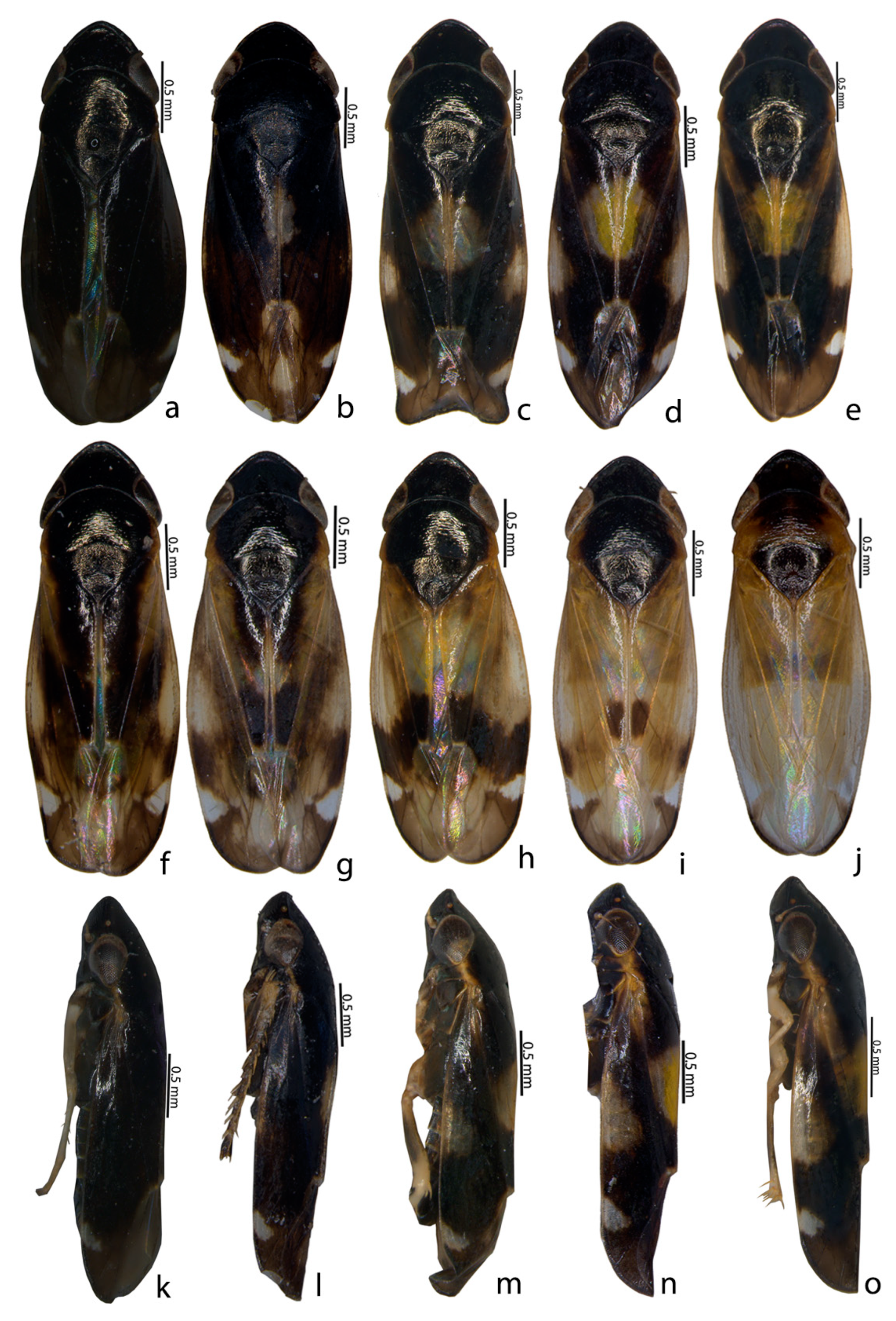 Insects 14 00044 g001 Insects 14 00044 g001