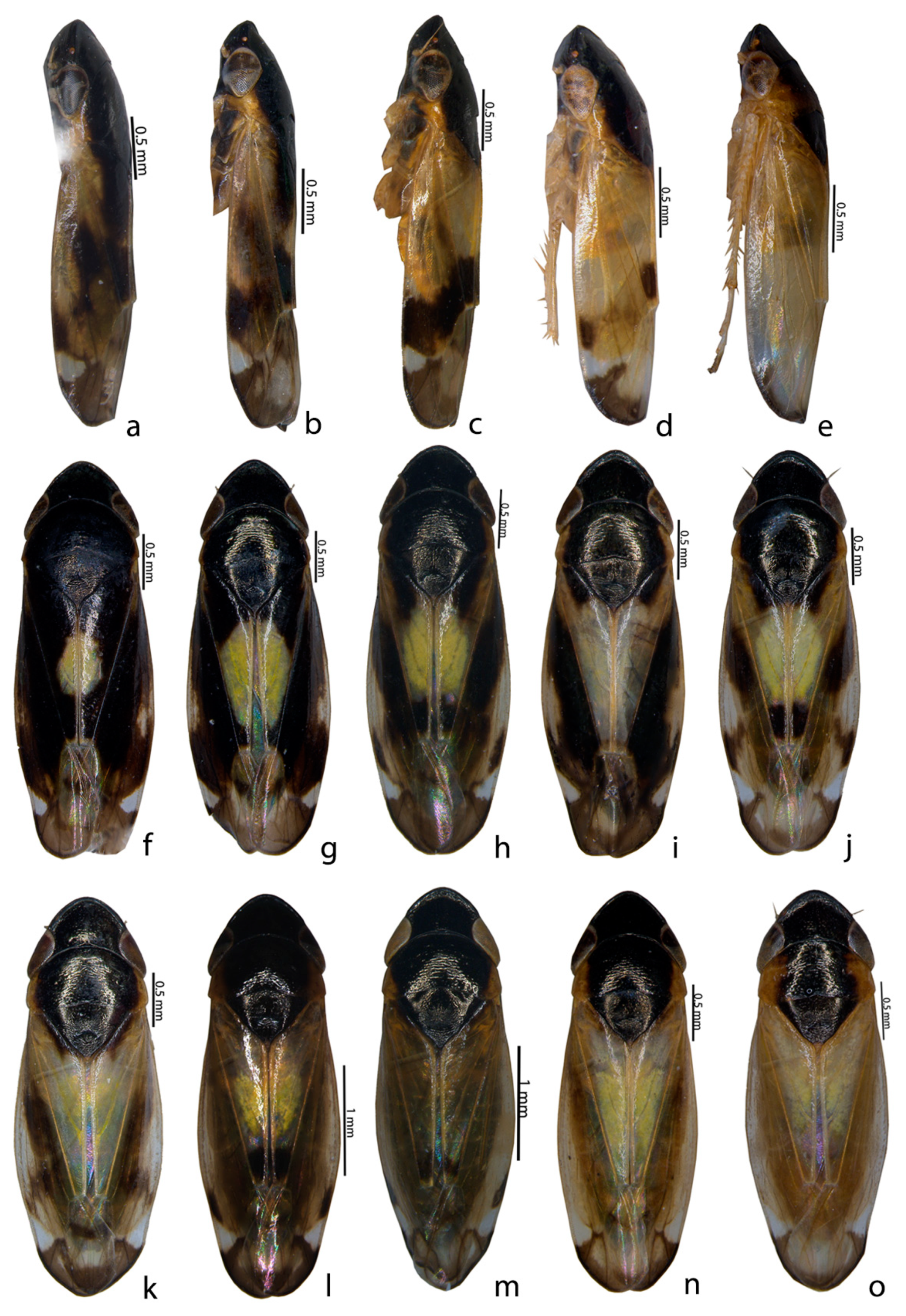 Insects 14 00044 g002 Insects 14 00044 g002