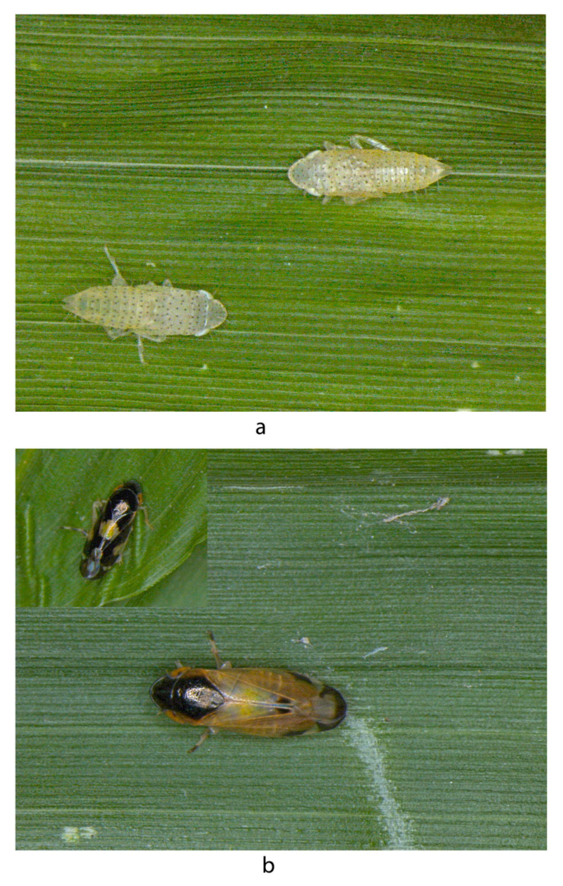 Insects 14 00044 g005 Insects 14 00044 g005